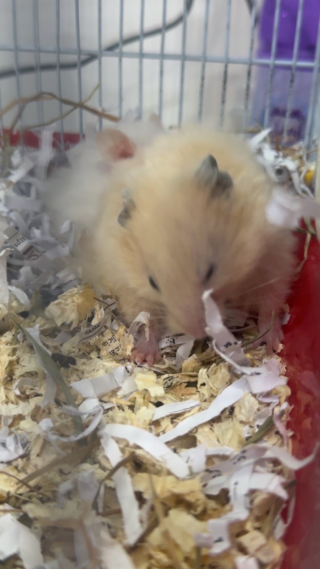 5 hamster with cage - Image 1