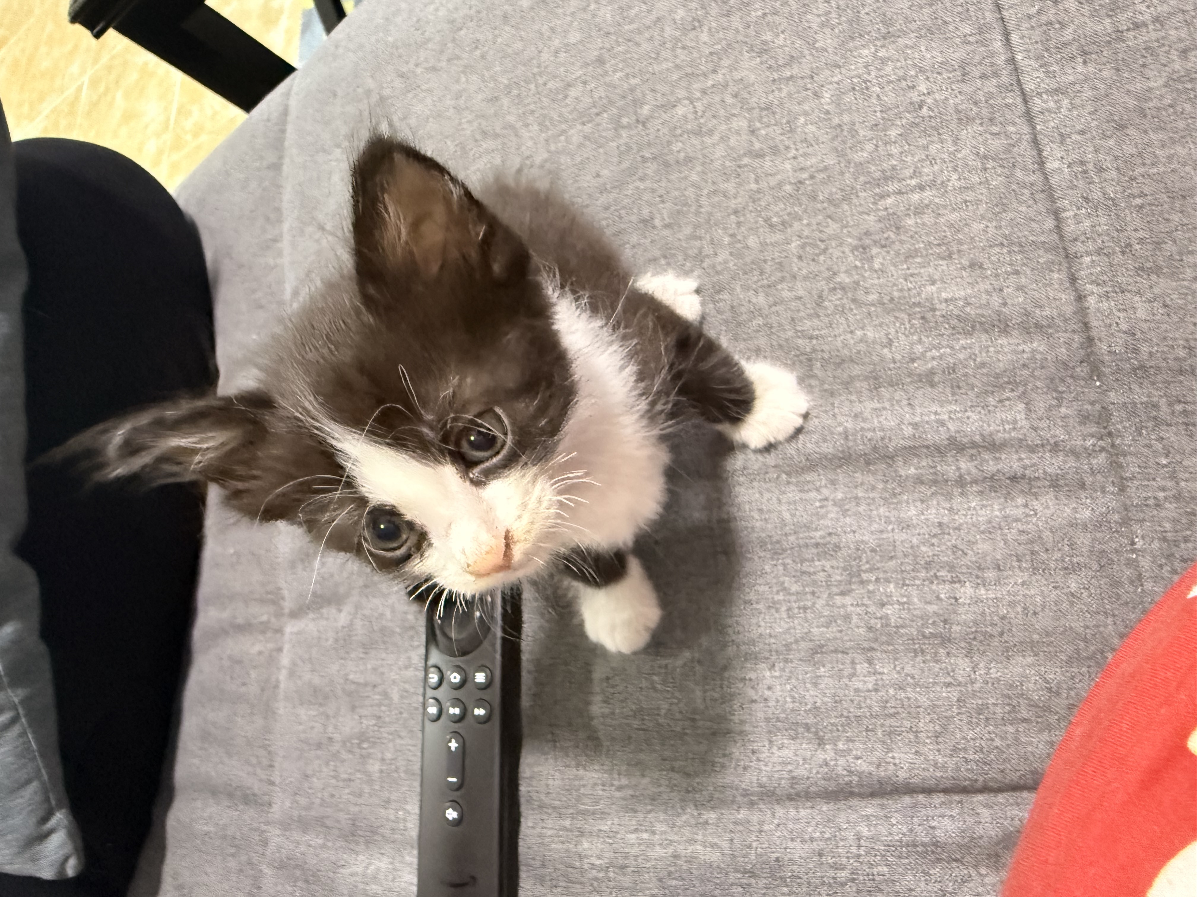 Kitten for adoption  - Image 4