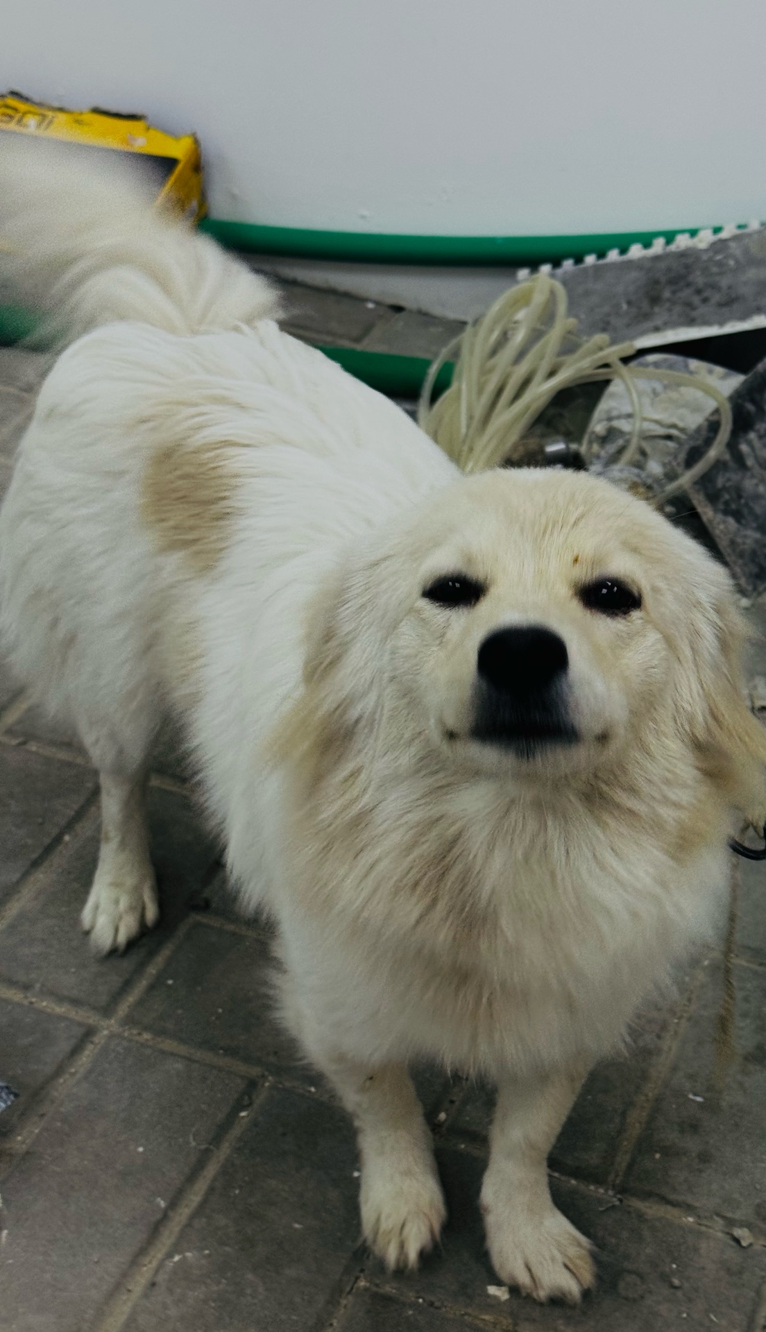 2 male dogs for sale  - Image 7