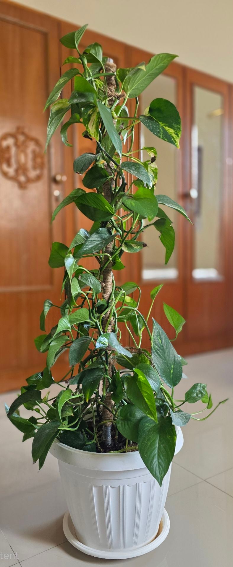 ​🌿 Healthy Money Plant with pot 🌿 - Image 2