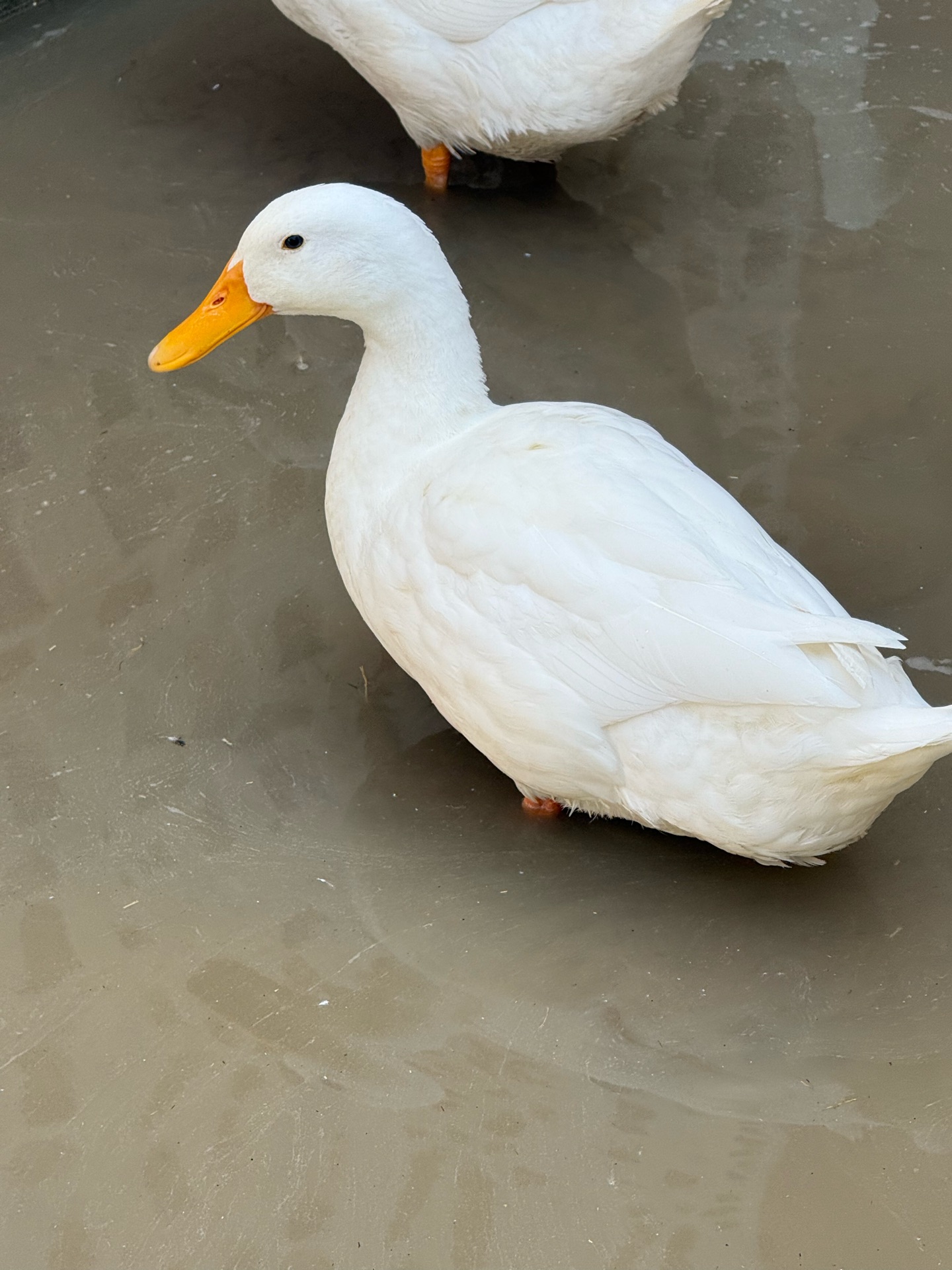 Ducks on Sale  - Image 4