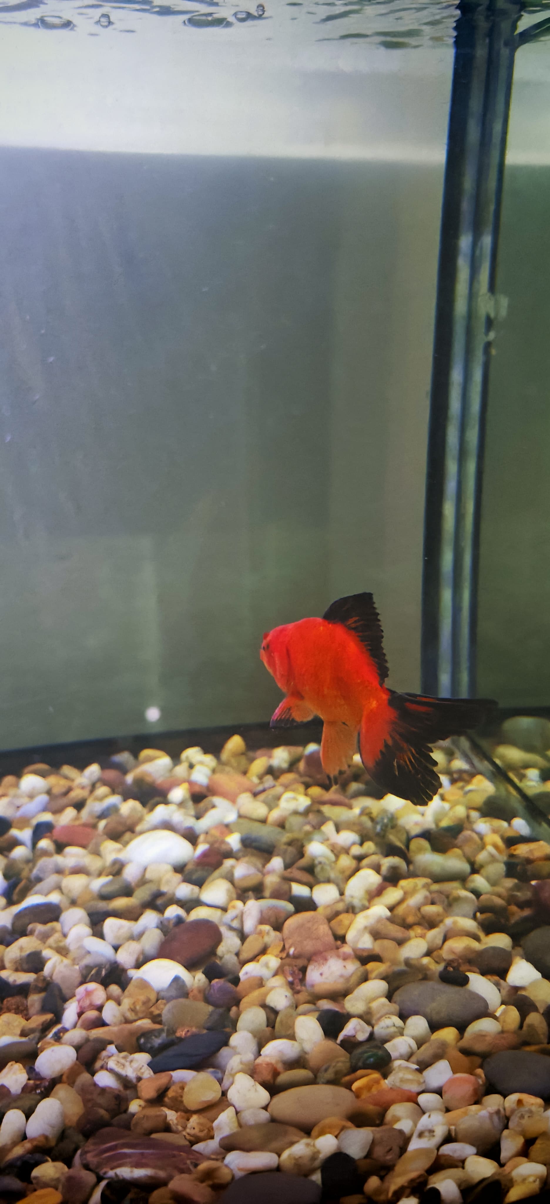 Red and black fantail goldfish for sale  - Image 3