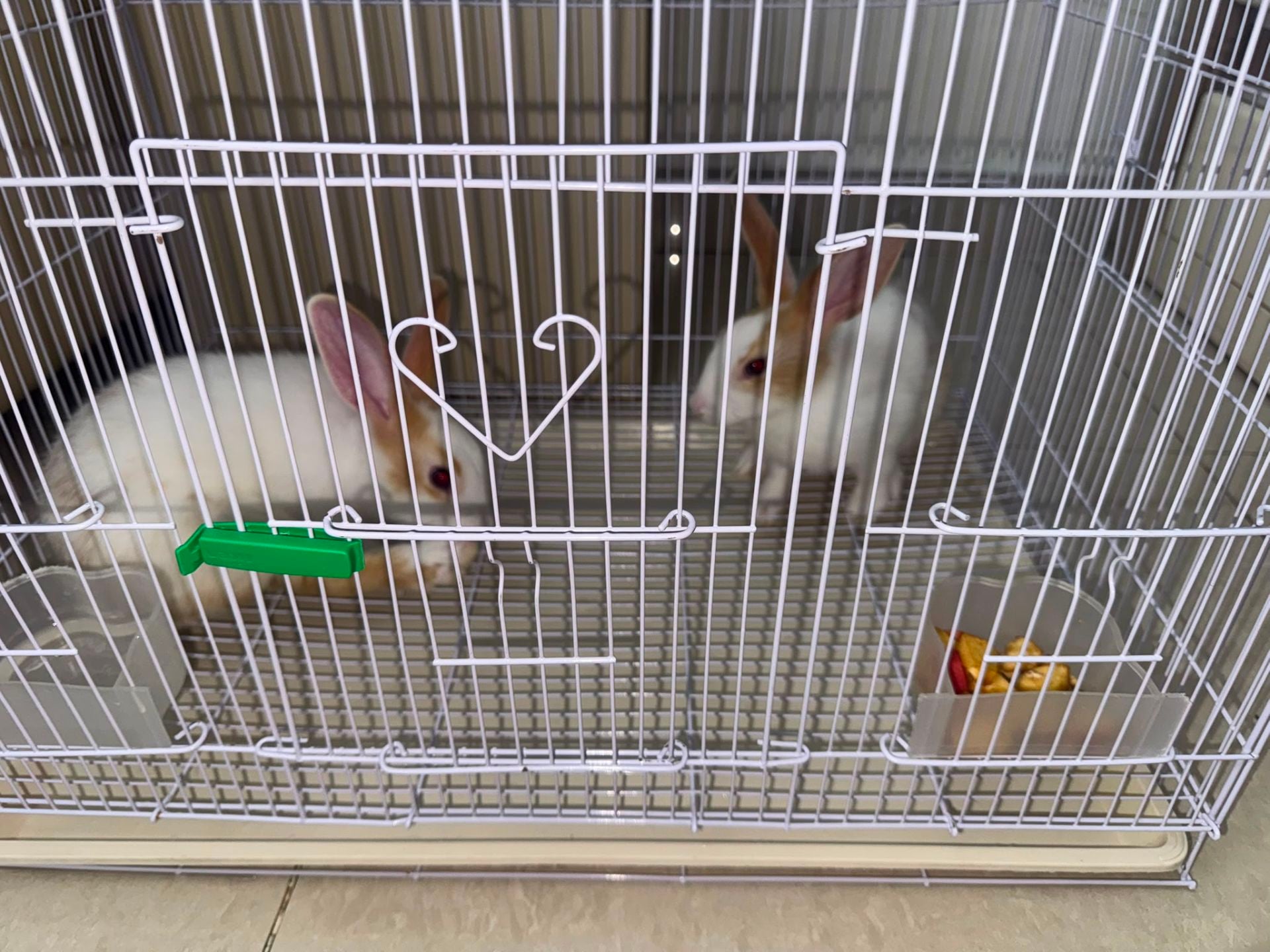 Rabbits white pair with Cage - Image 7