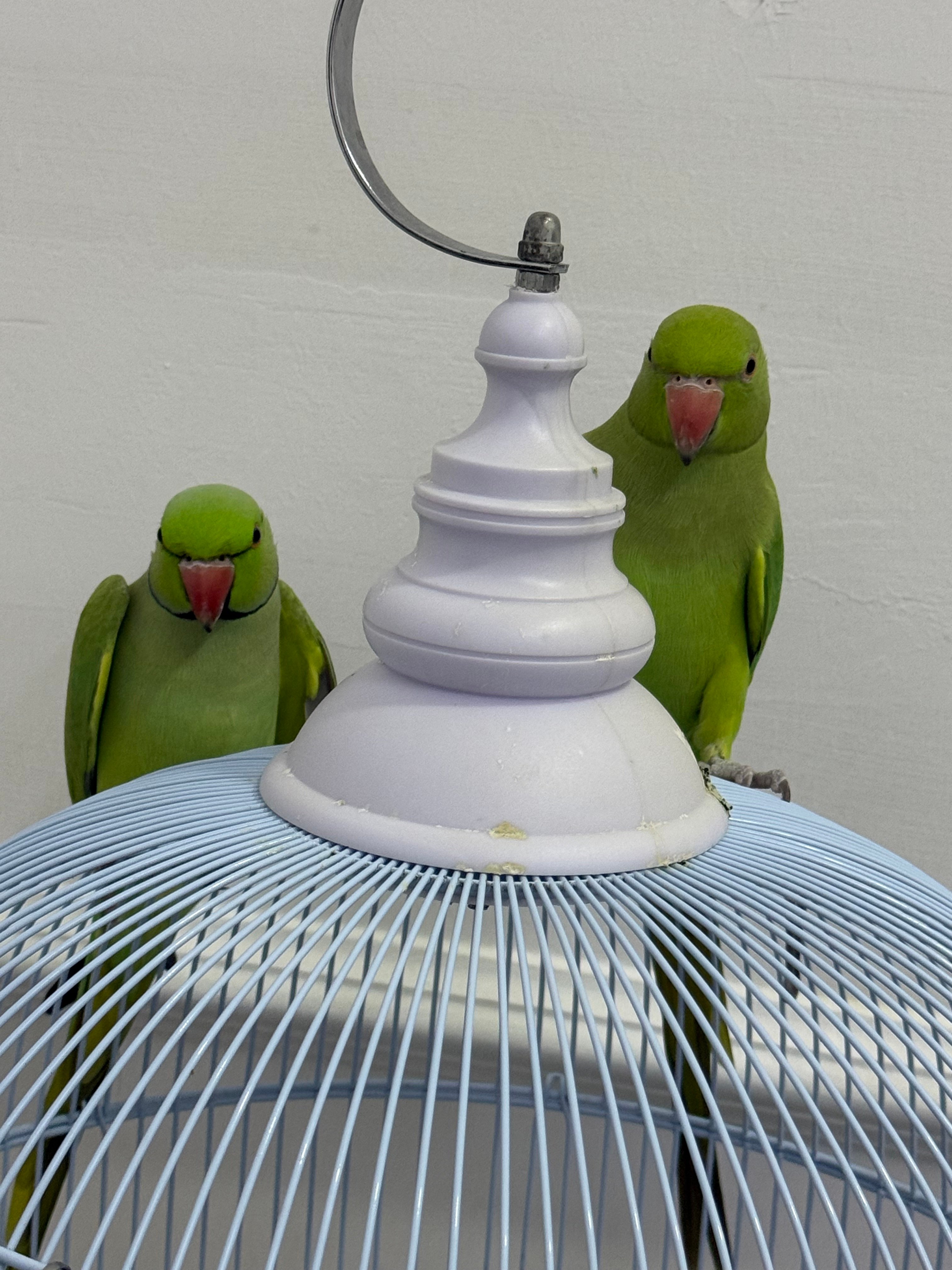 Green parrots for sale - Image 1
