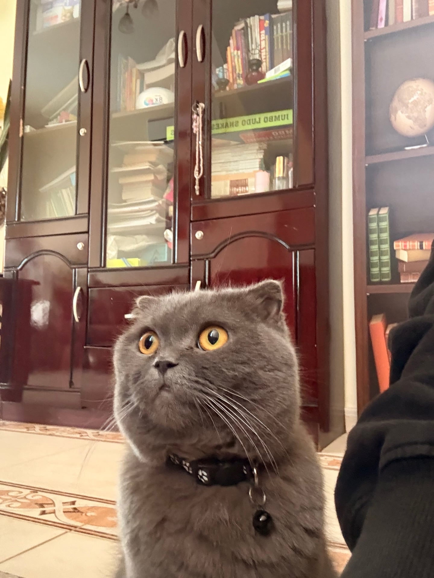 Two Scottish fold cats for adoption  - Image 5