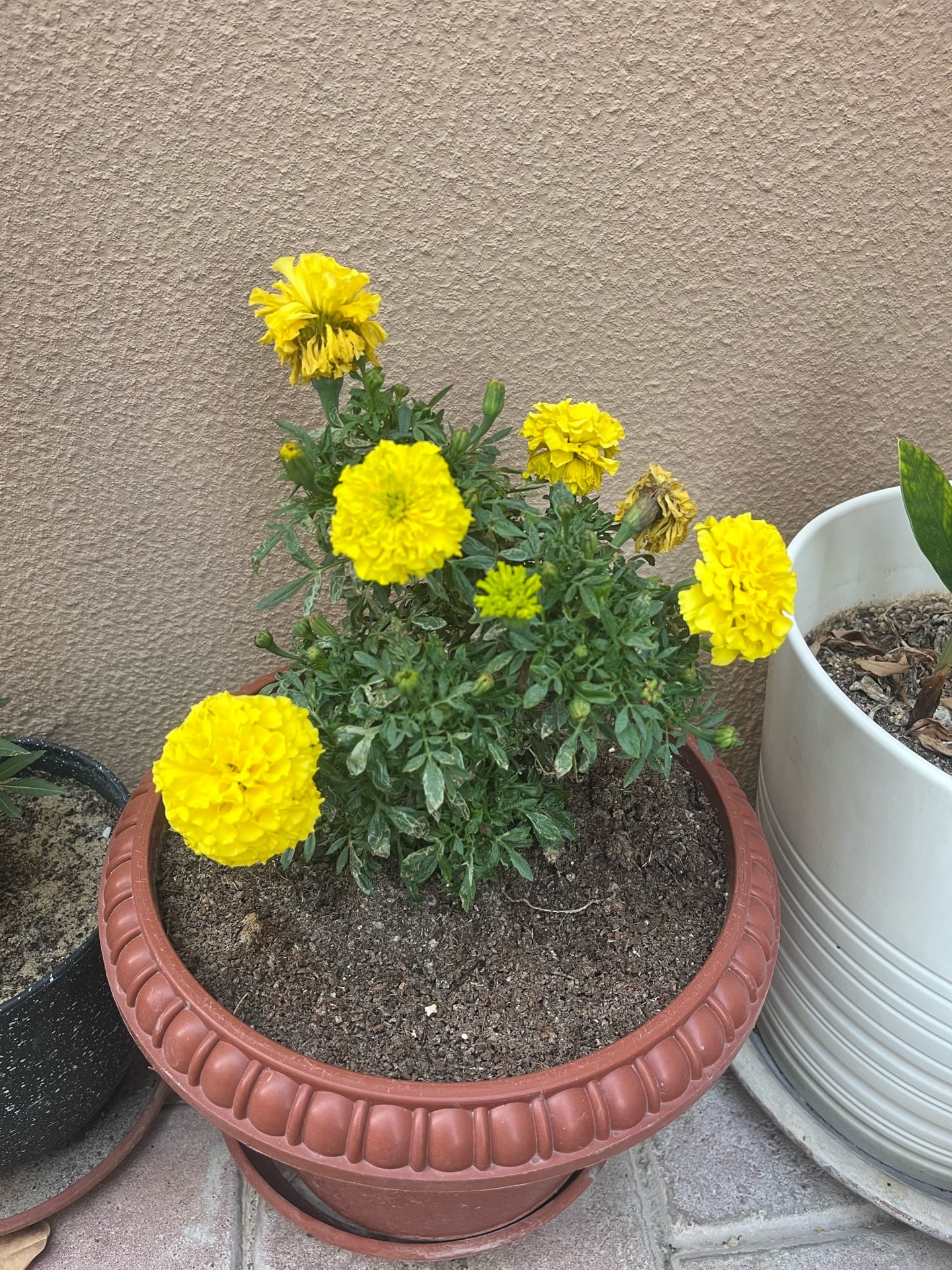 Flowers  - Image 3