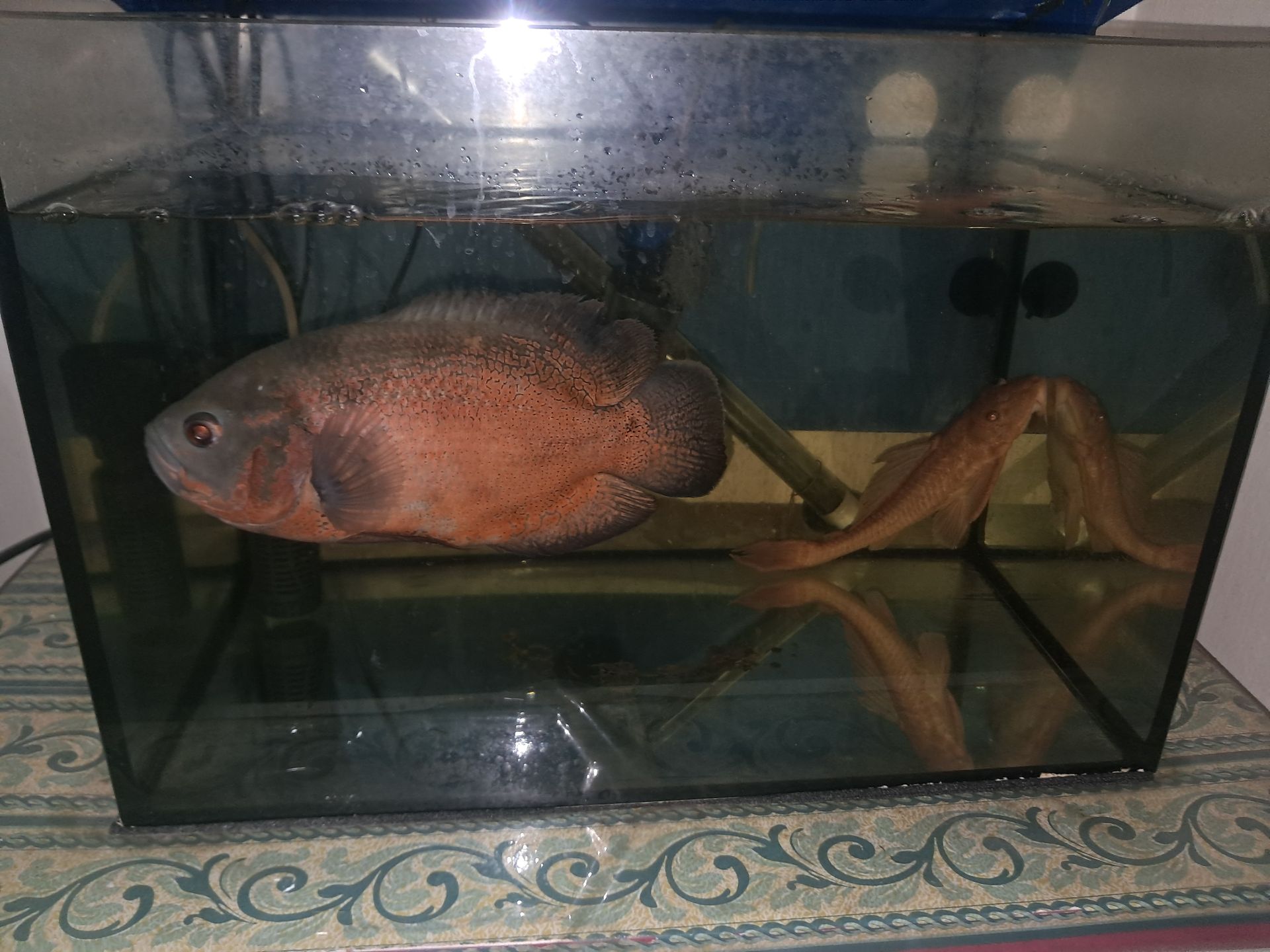 Fishes with 2 aquarium  - Image 2