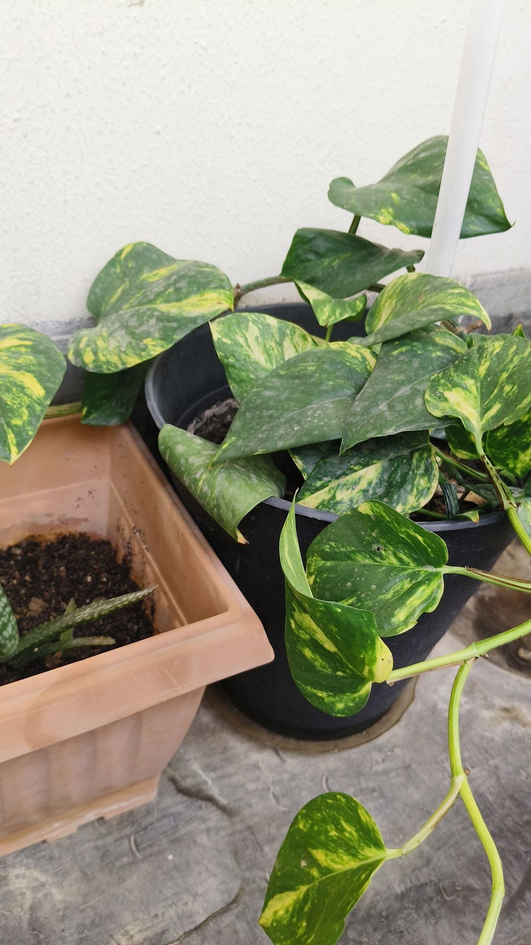 Fresh money plants for home decor  - Image 2