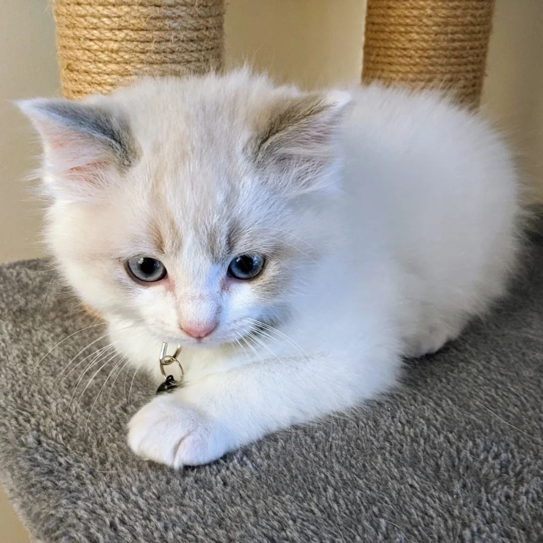 9-Weeks-Old Ragdoll  kitten for Sale - Image 2