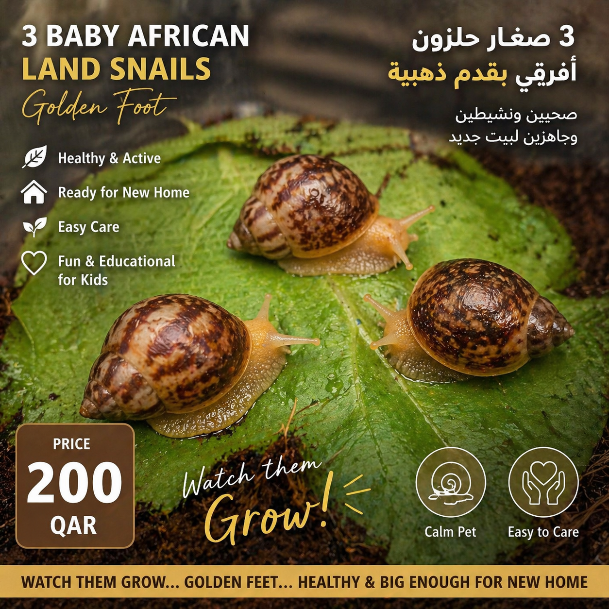 Giant african land snail 🐌 - Image 1