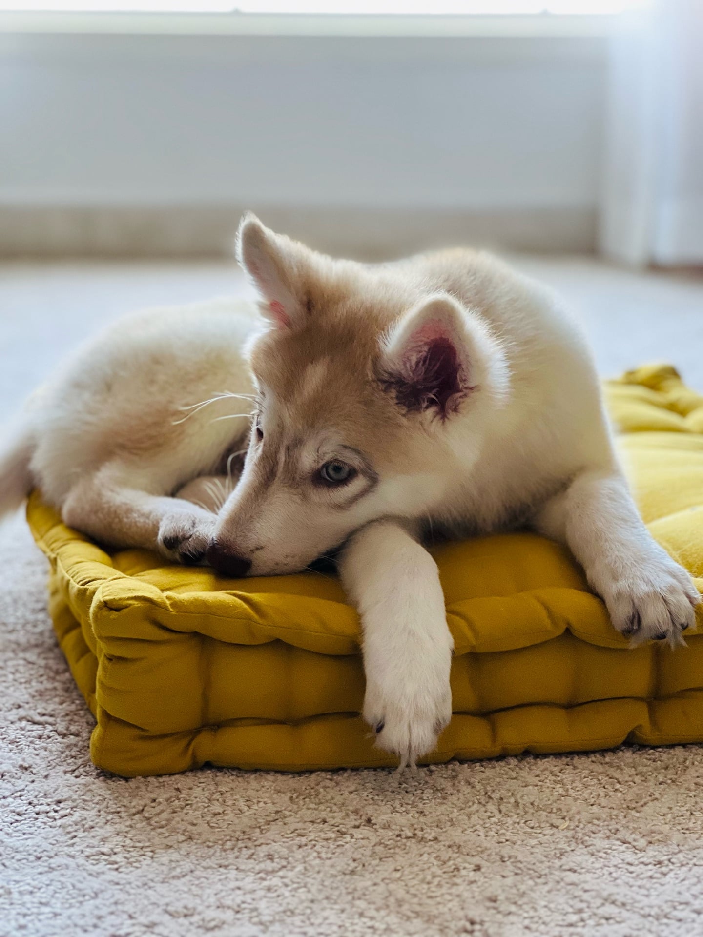 Siberian Husky (12 weeks) - Image 10
