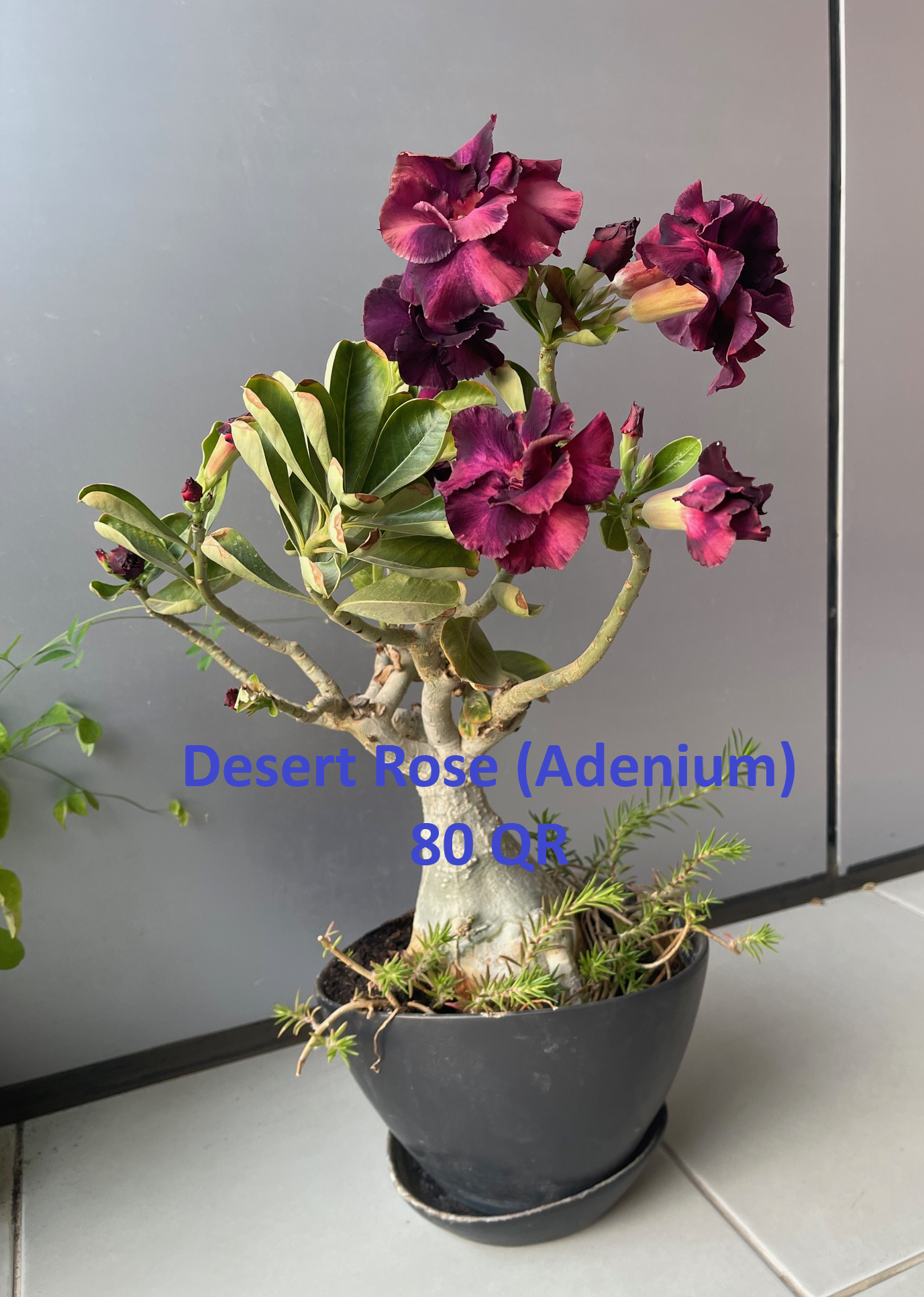 Plants for Sale - Image 3