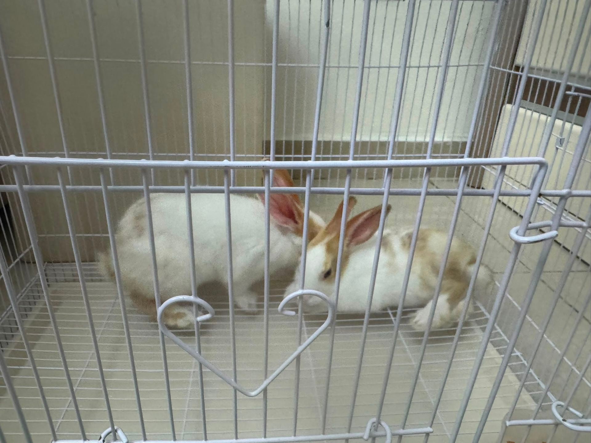 Rabbits white pair with Cage - Image 10