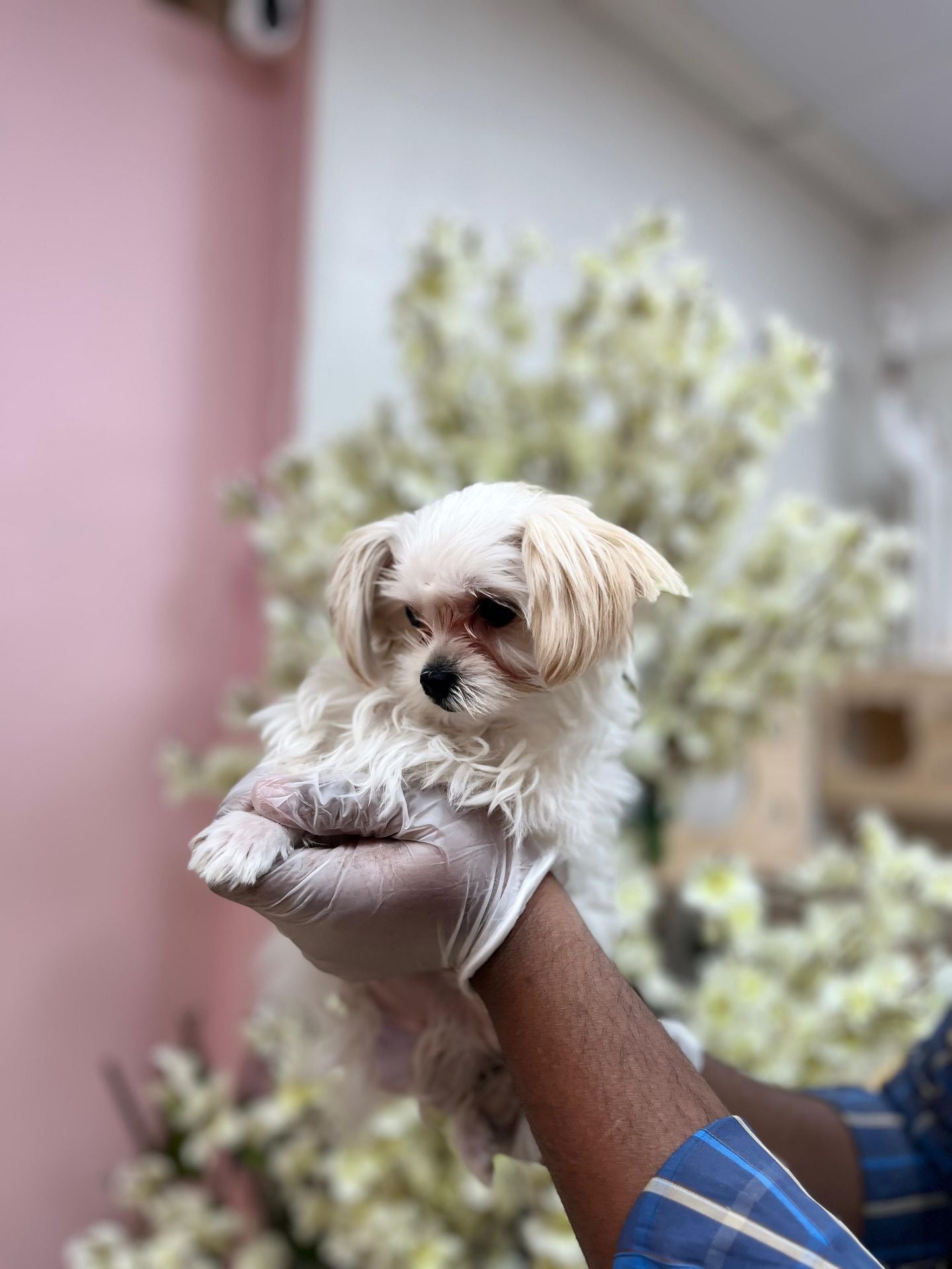 Maltipoo mix chiuhaha puppy  - Image 2