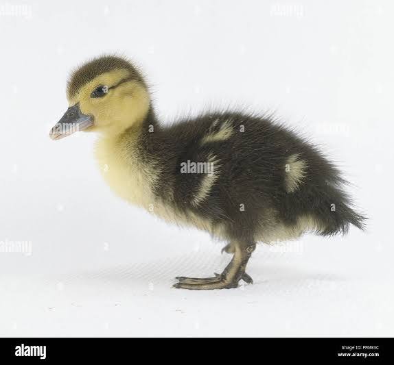 Little ducks - Image 2