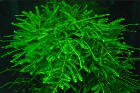 Aquarium Fish tank Live plants sale - Image 5