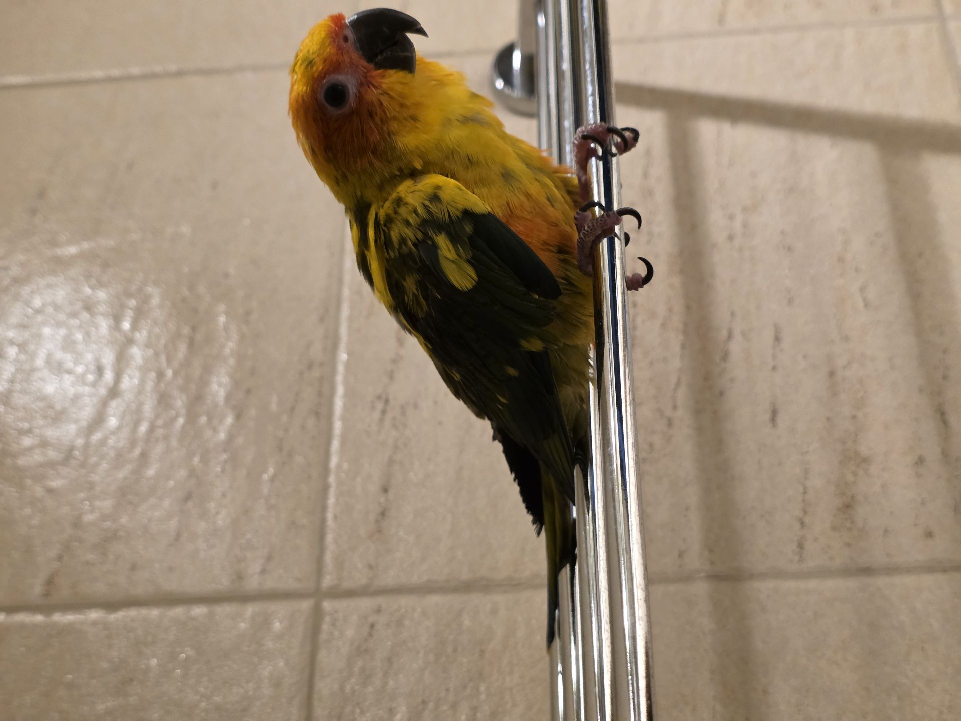 Mango parrot (sunconure) 8 months old - Image 9