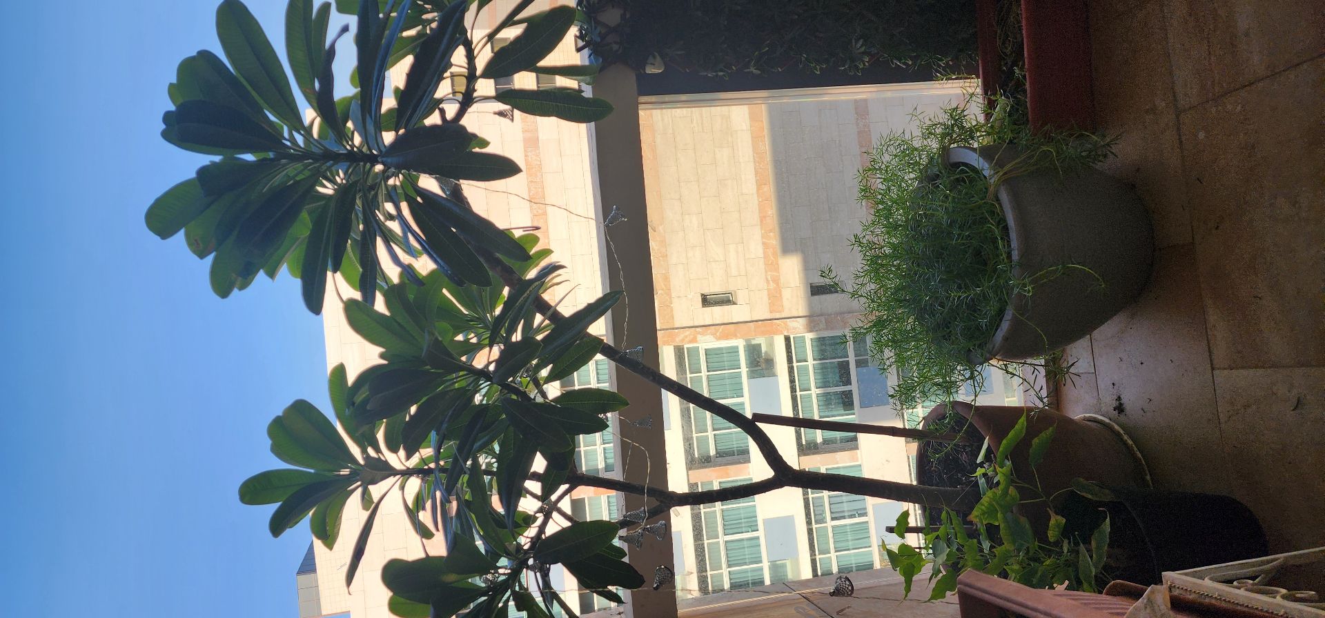 نباتات - Image 6