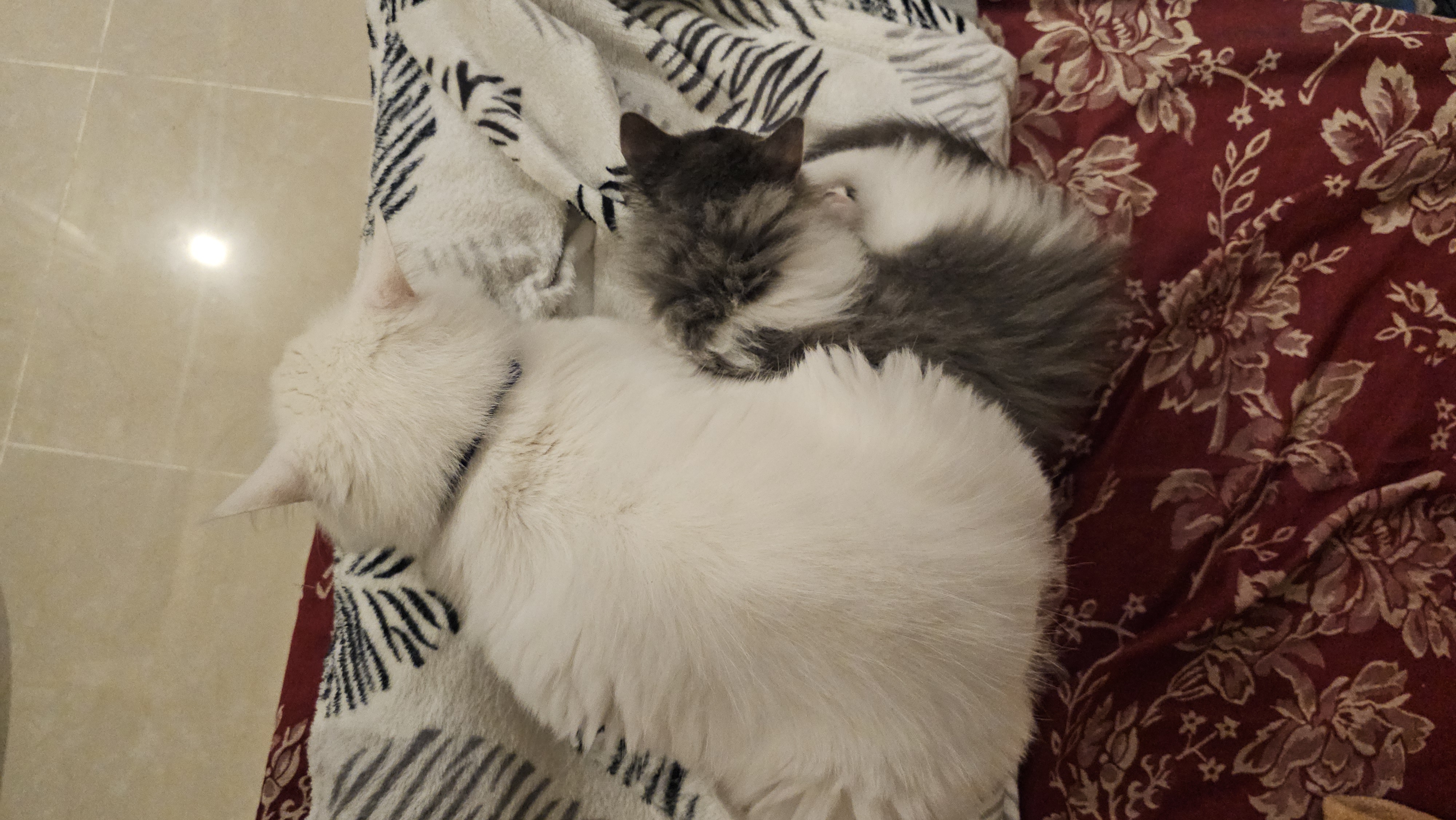 Two cats for adoption - Image 8