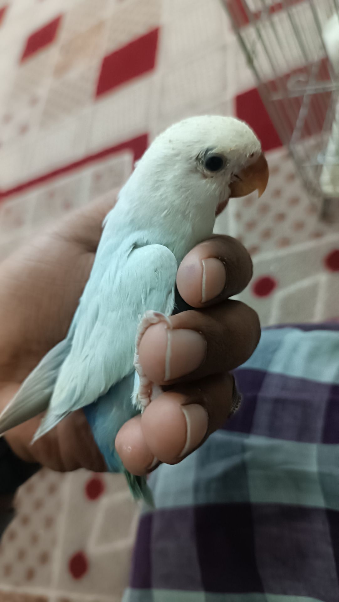 love bird baby for sale  - Image 5
