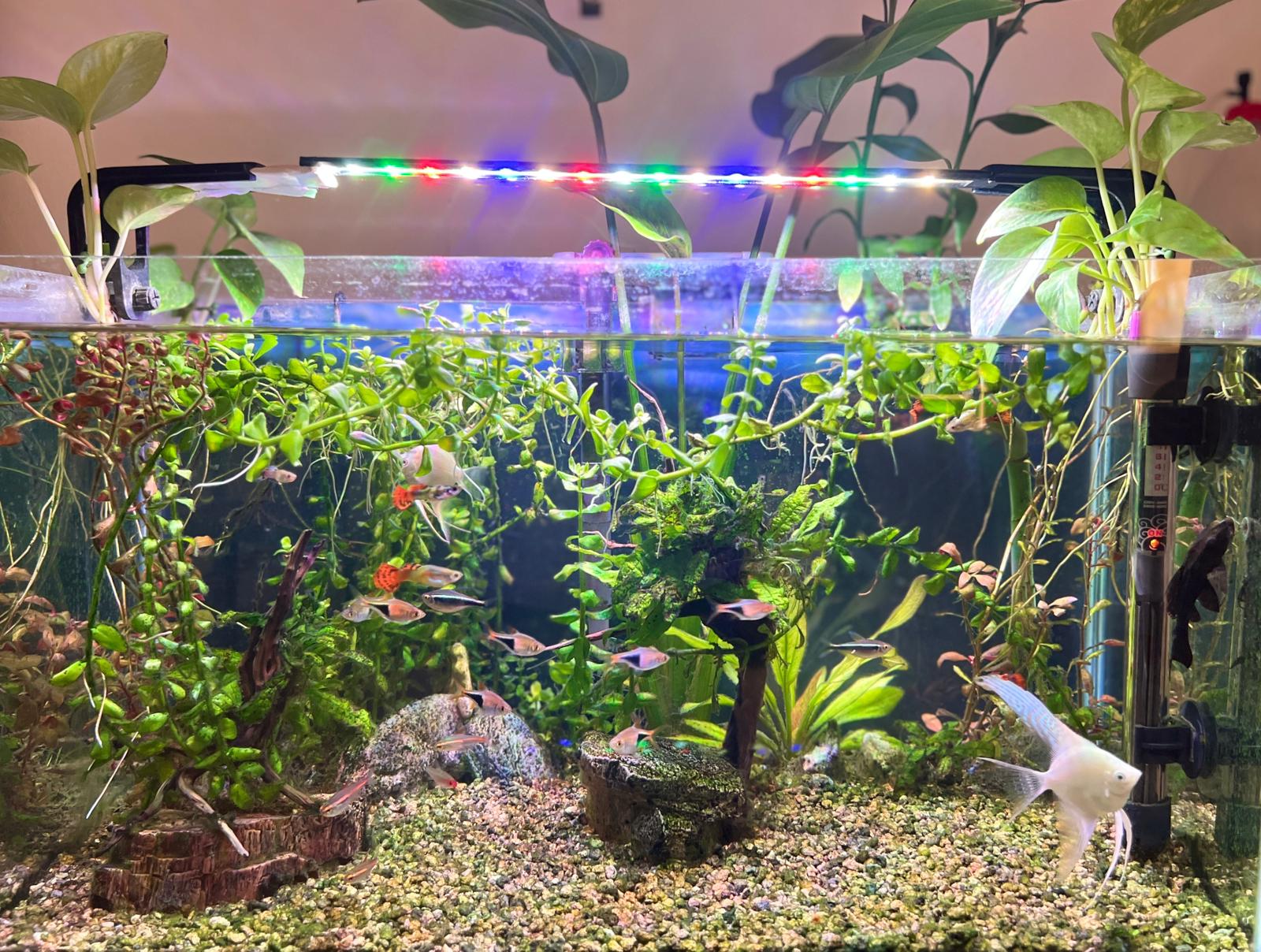 Planted Aquarium Tank along with Fishes - Image 3