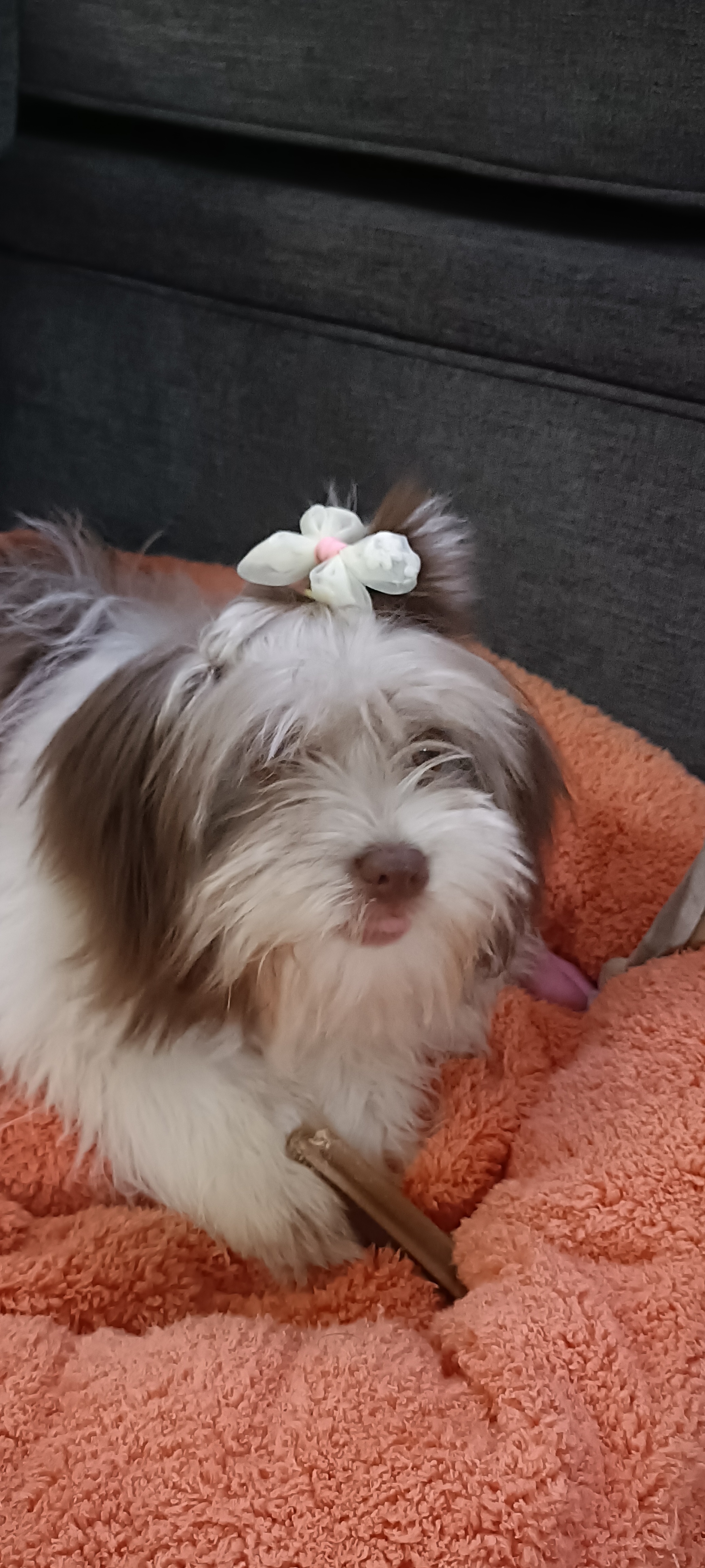 Dog for sale. - Image 1