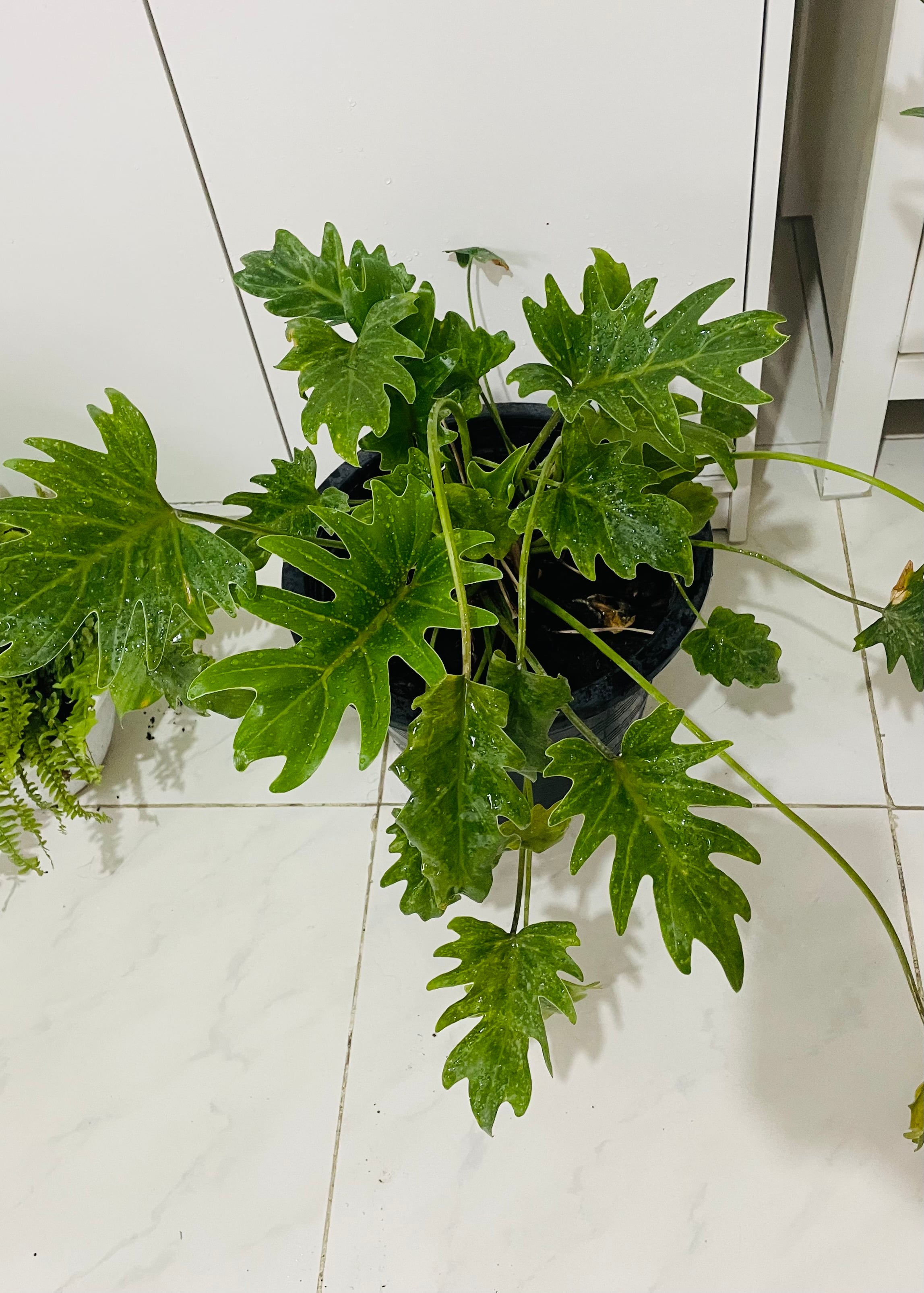 Indoor plants  - Image 3