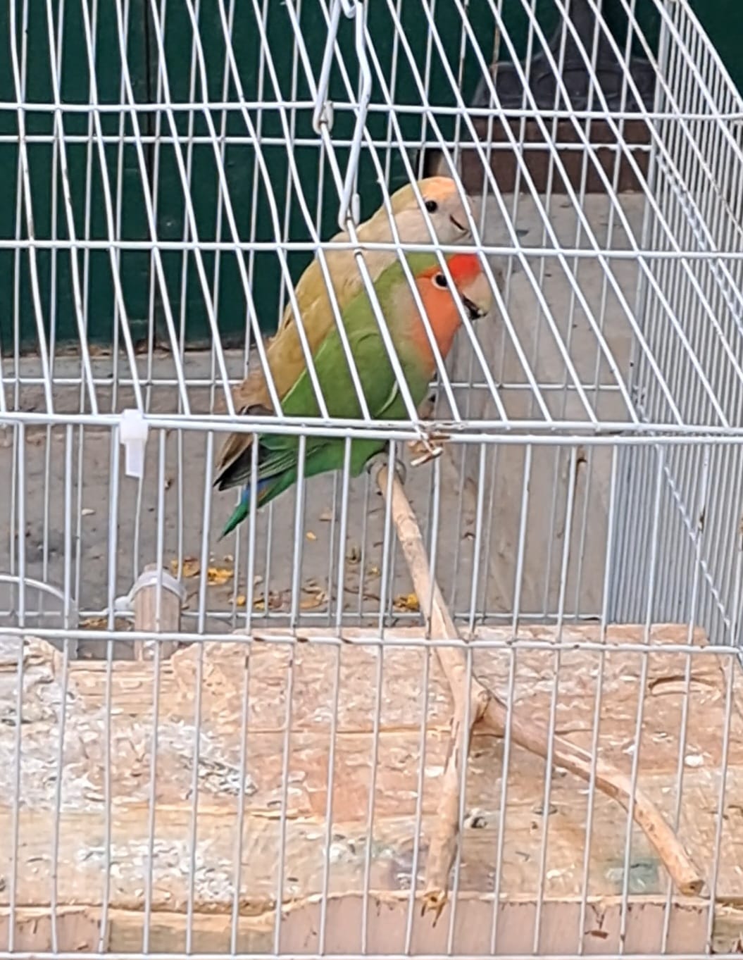 African  love bird - Image 3