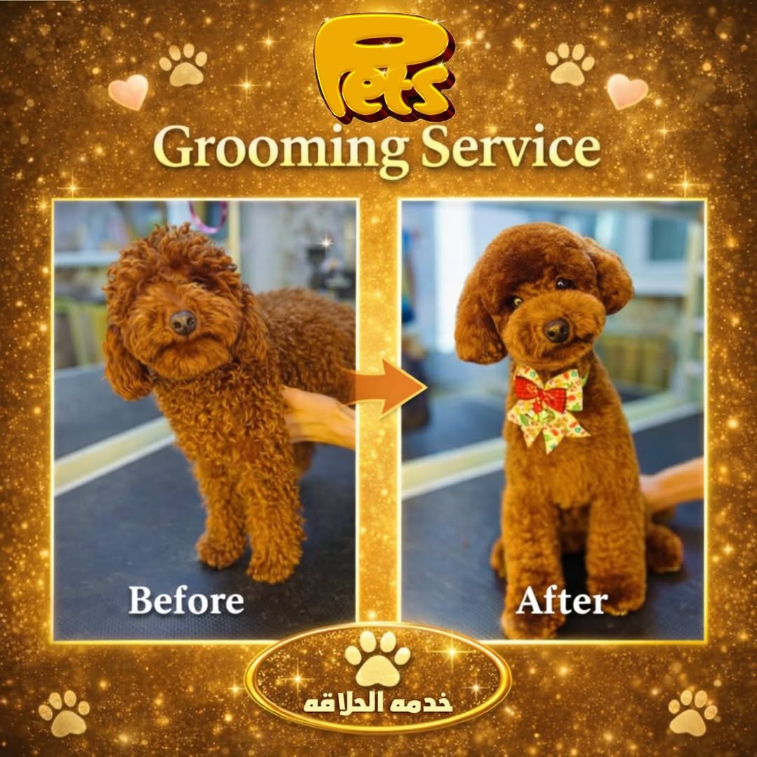 Professional Pet Grooming—PETS Veterinary Clinic|Starting 150 QAR - Image 4