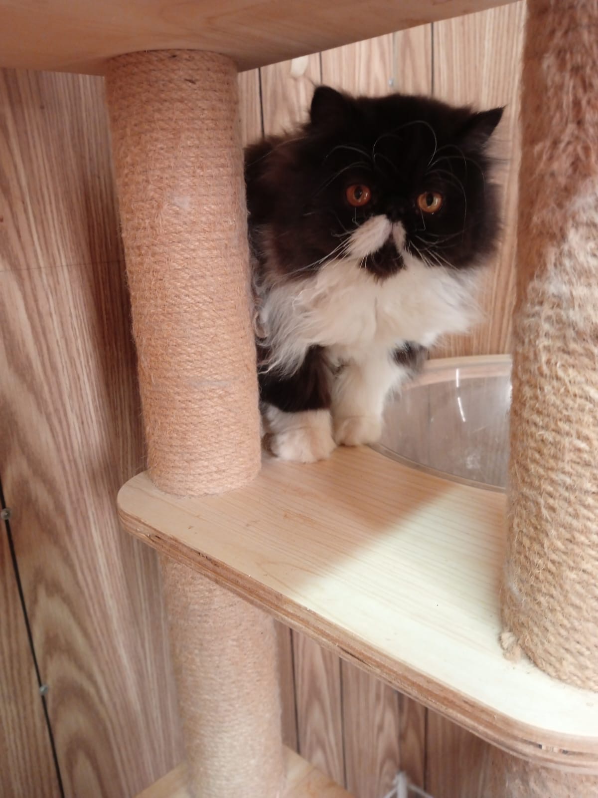 Cute Persian kitten - Image 7