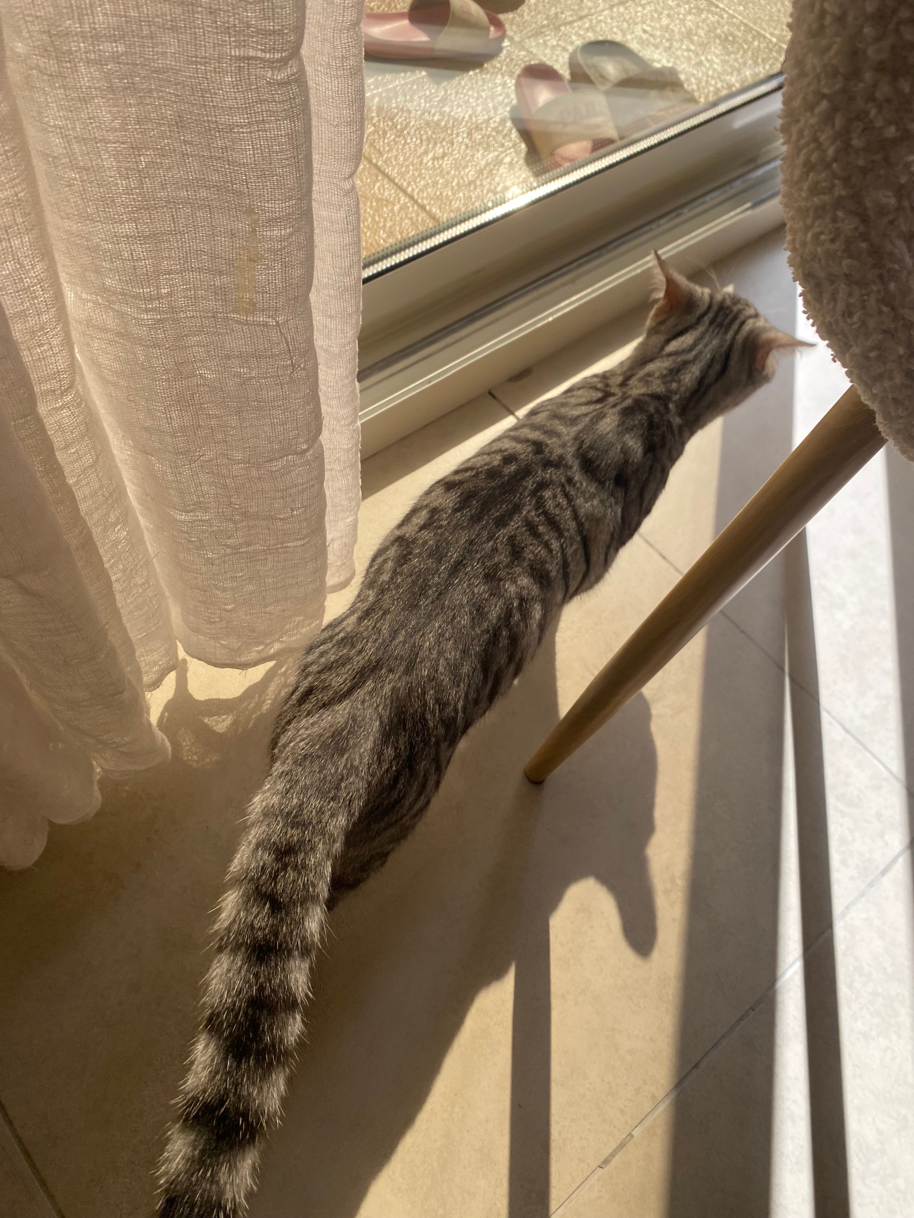 American shorthair x Siamese kitten  - Image 4