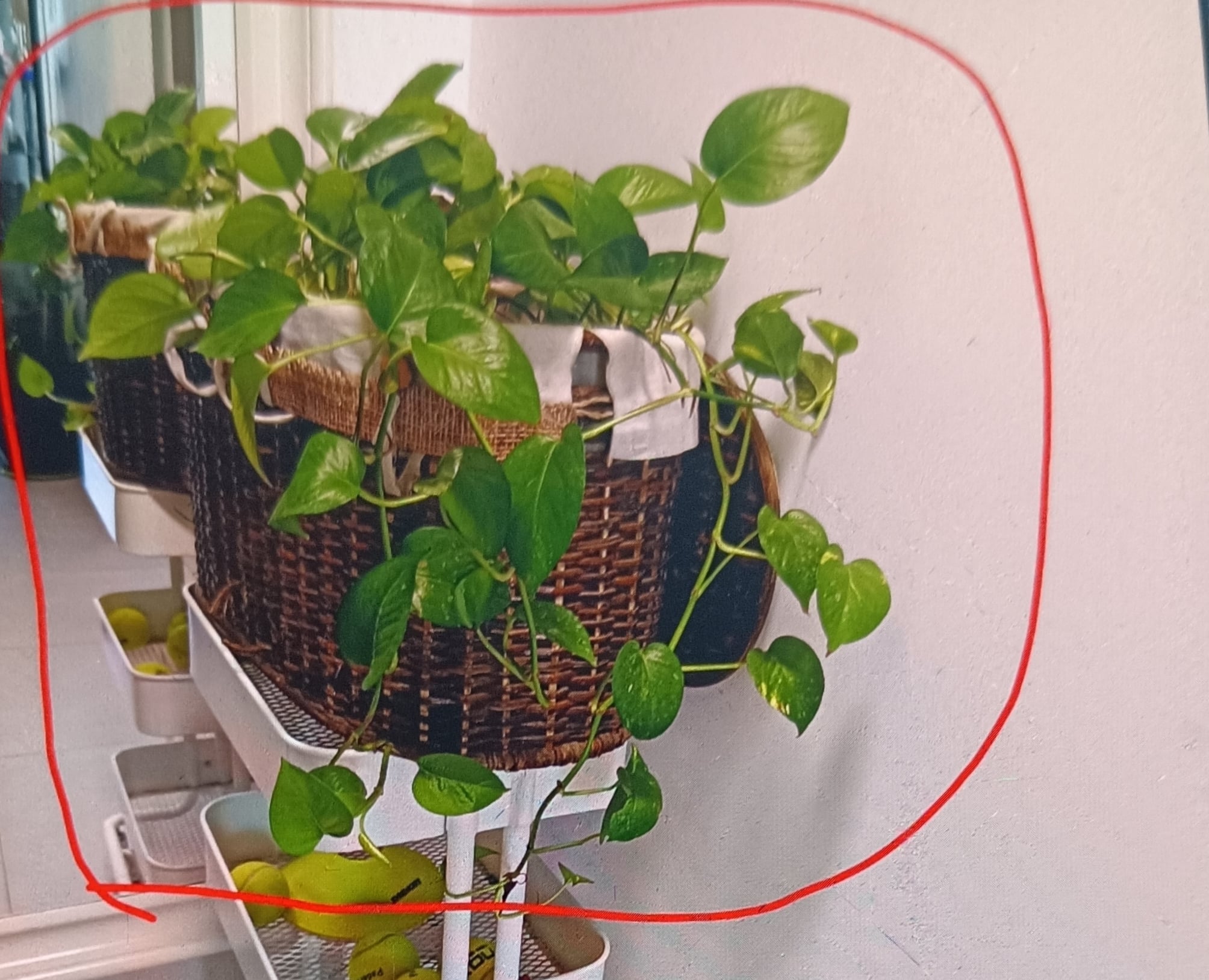 Plants - Image 3