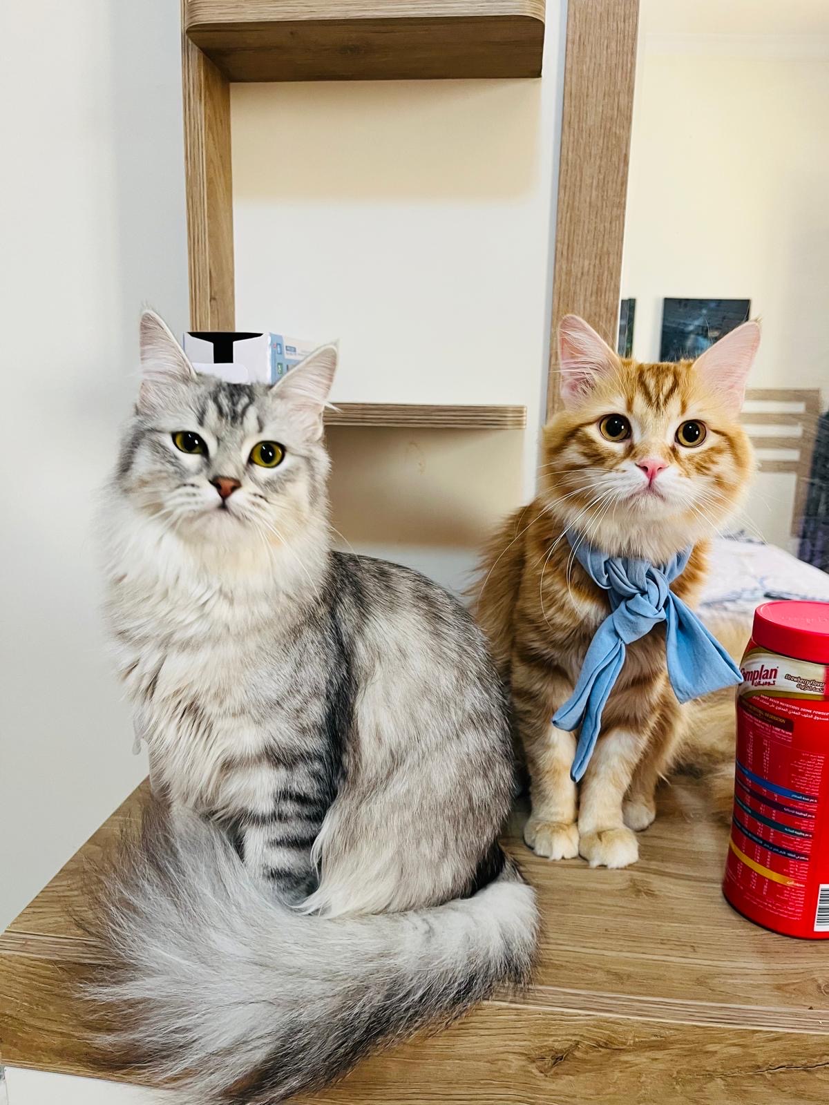 Vaccinated Half-Persian Cats for Free Adoption  - Image 7
