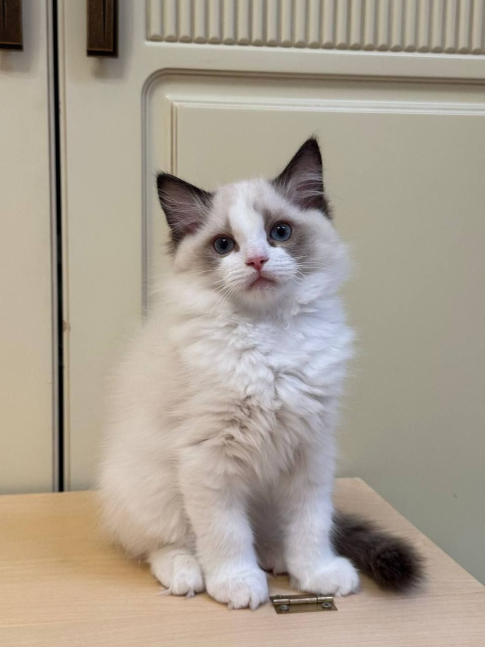 Cute Ragdoll Kittens For Adoption - Image 1