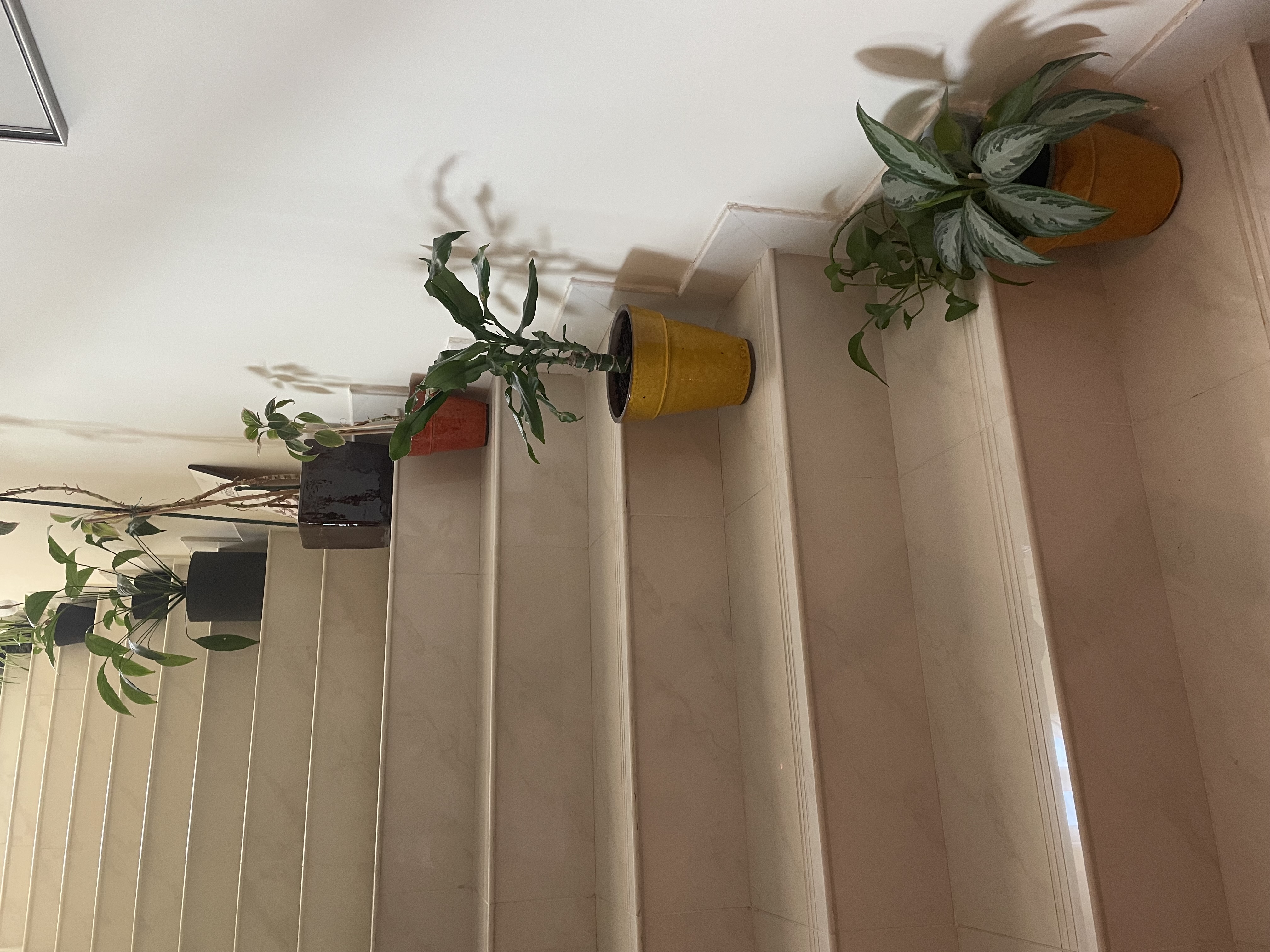  Plants for sale – large collection, all sizes - Image 9