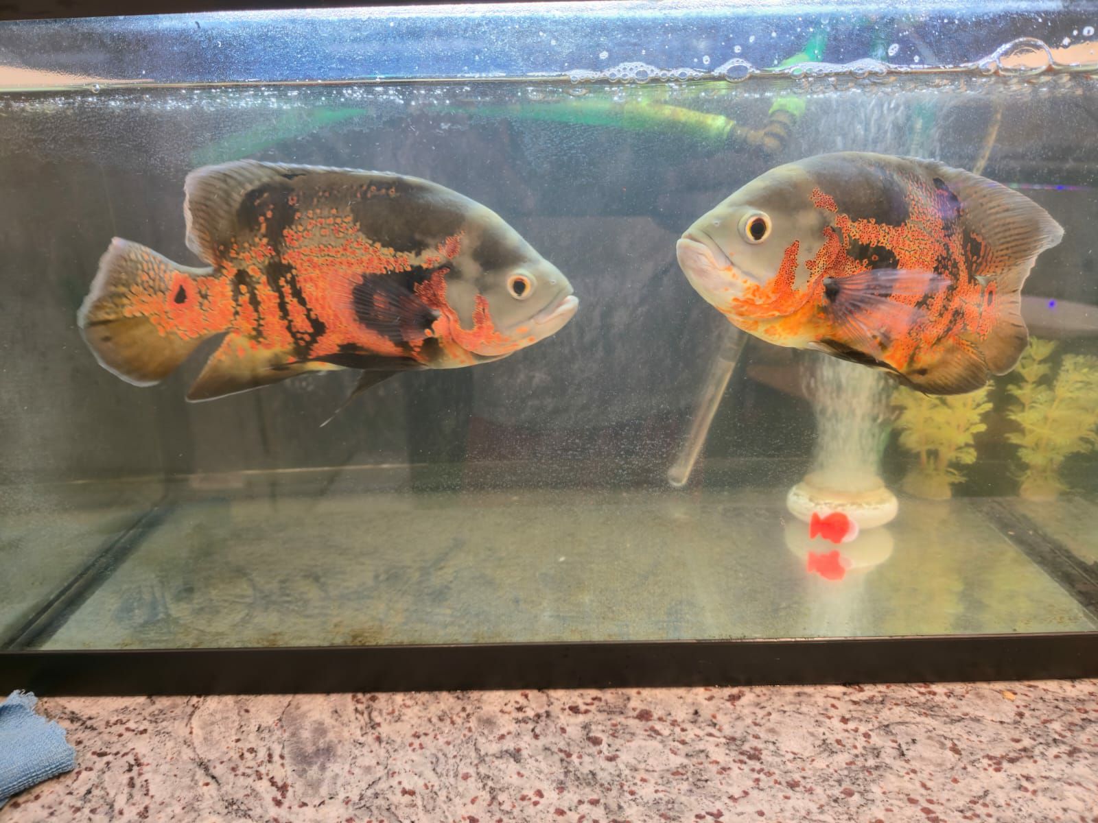 2 Big Oscars for Sale - Image 2