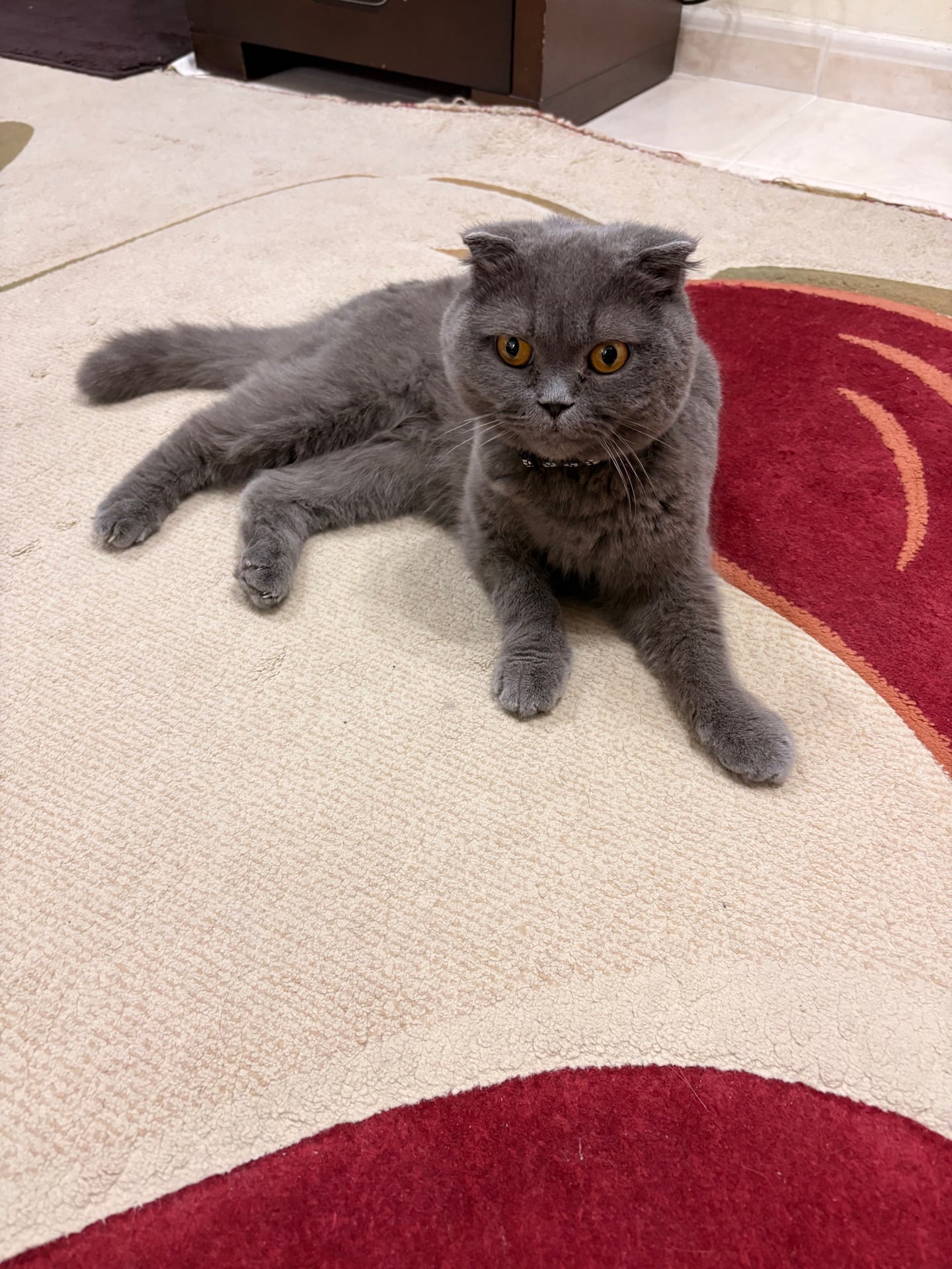 Two Scottish fold cats for adoption  - Image 9
