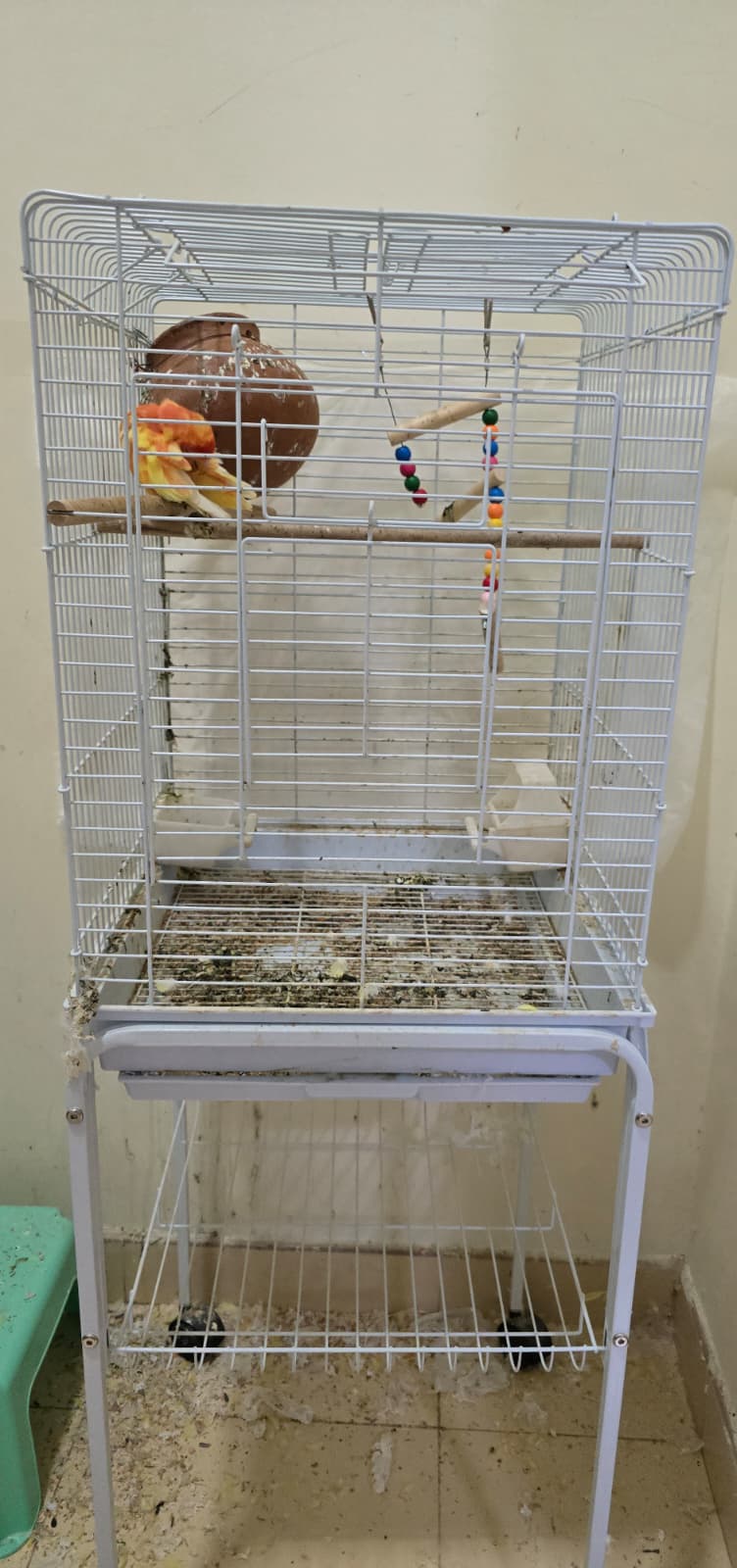 2 African love birds with cage for sale - Image 2