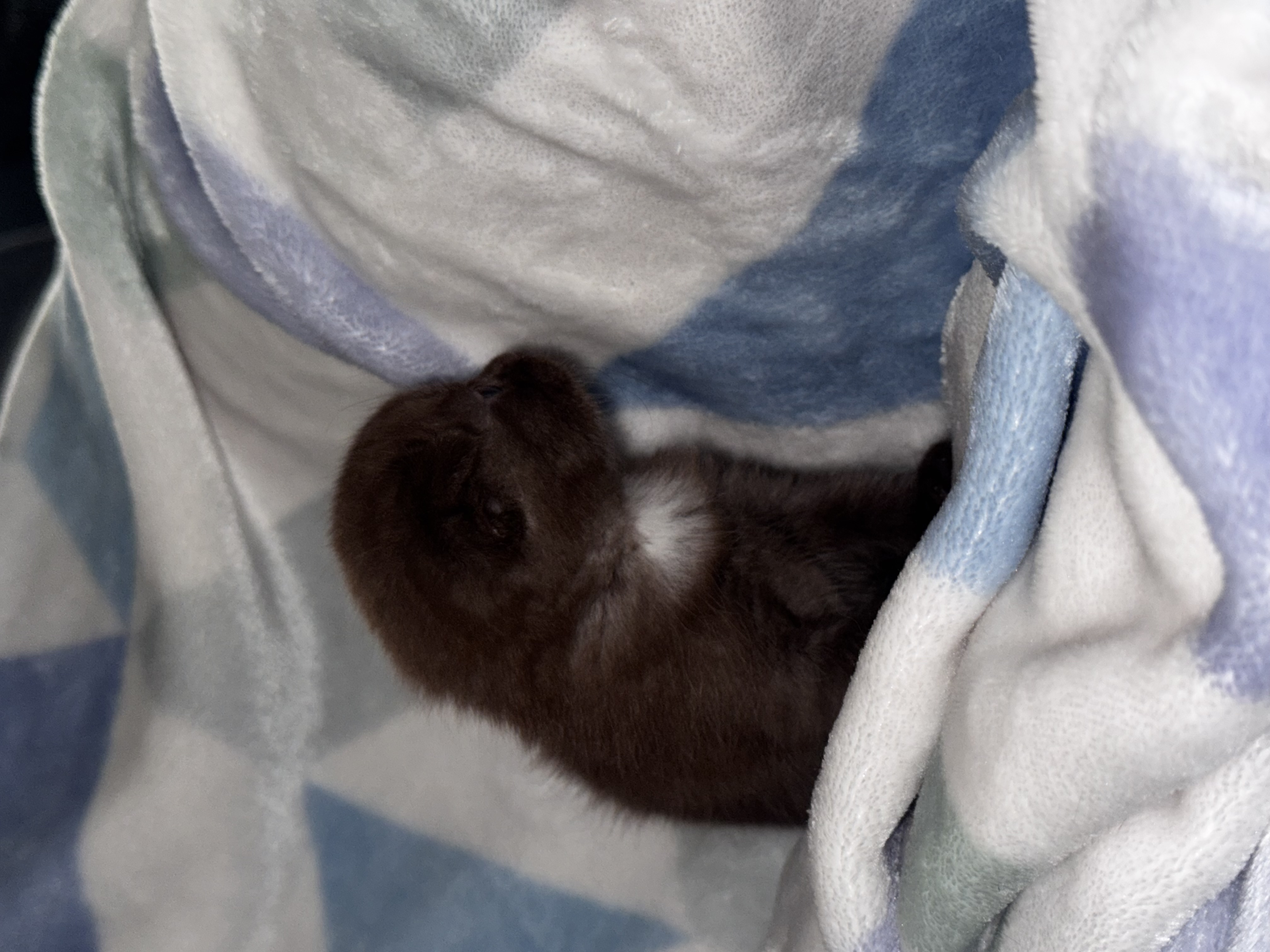 Brown chocolate female Scottish fold  - Image 4