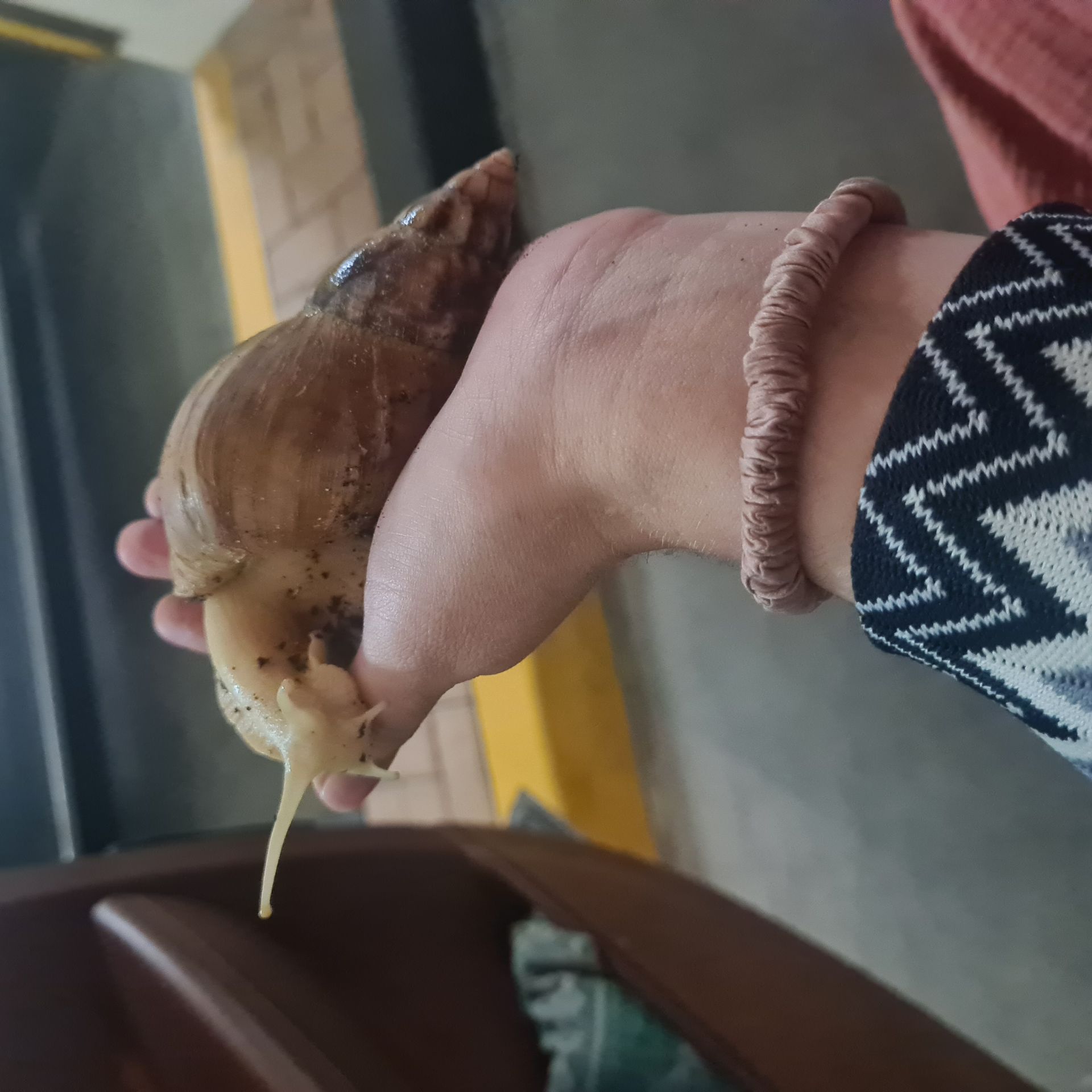 Giant african land snail 🐌  - Image 3
