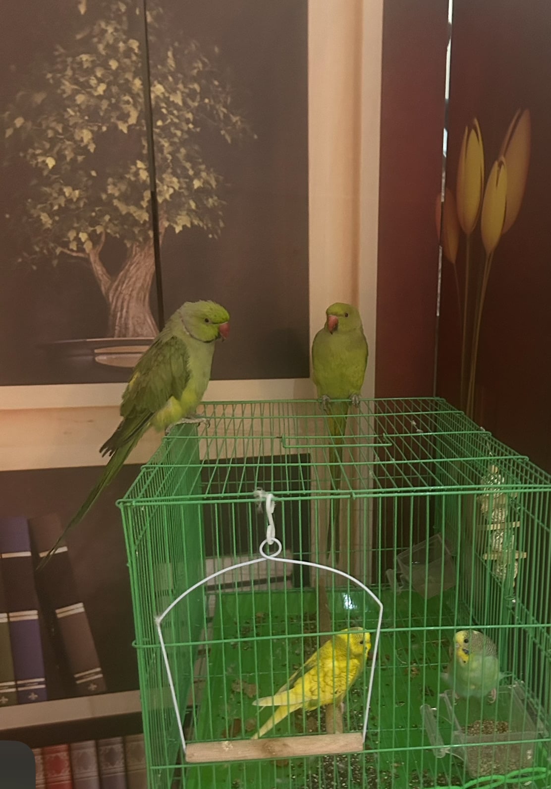 Parrot and Birds for sale - Image 1