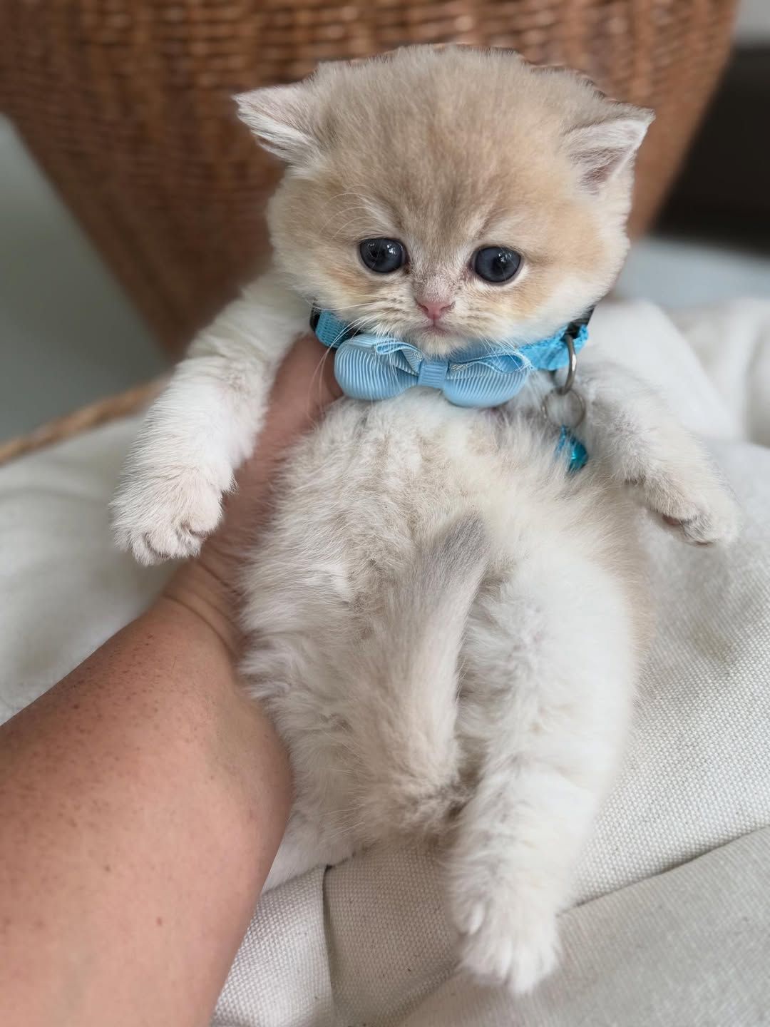 British short hair kitten  - Image 5