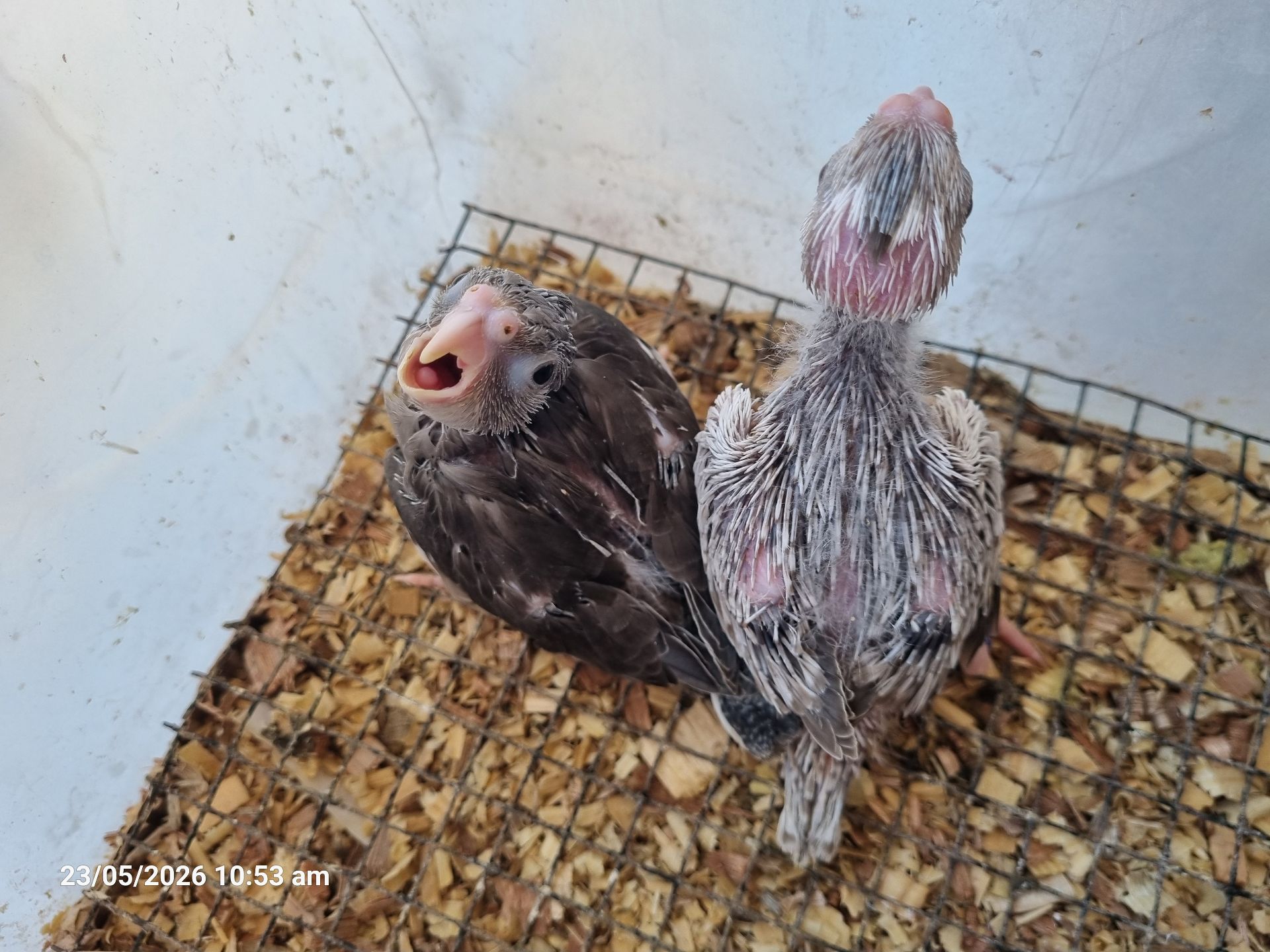 White Face Cockatiel Chicks فروخ كوكتيل وايت فيس  - Image 3
