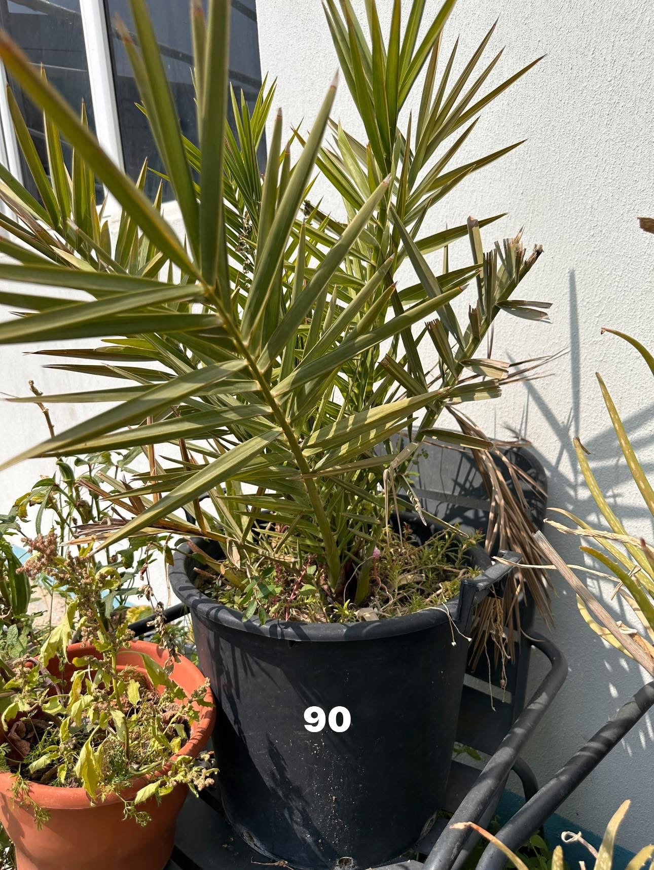 Plants for sale low price  - Image 3