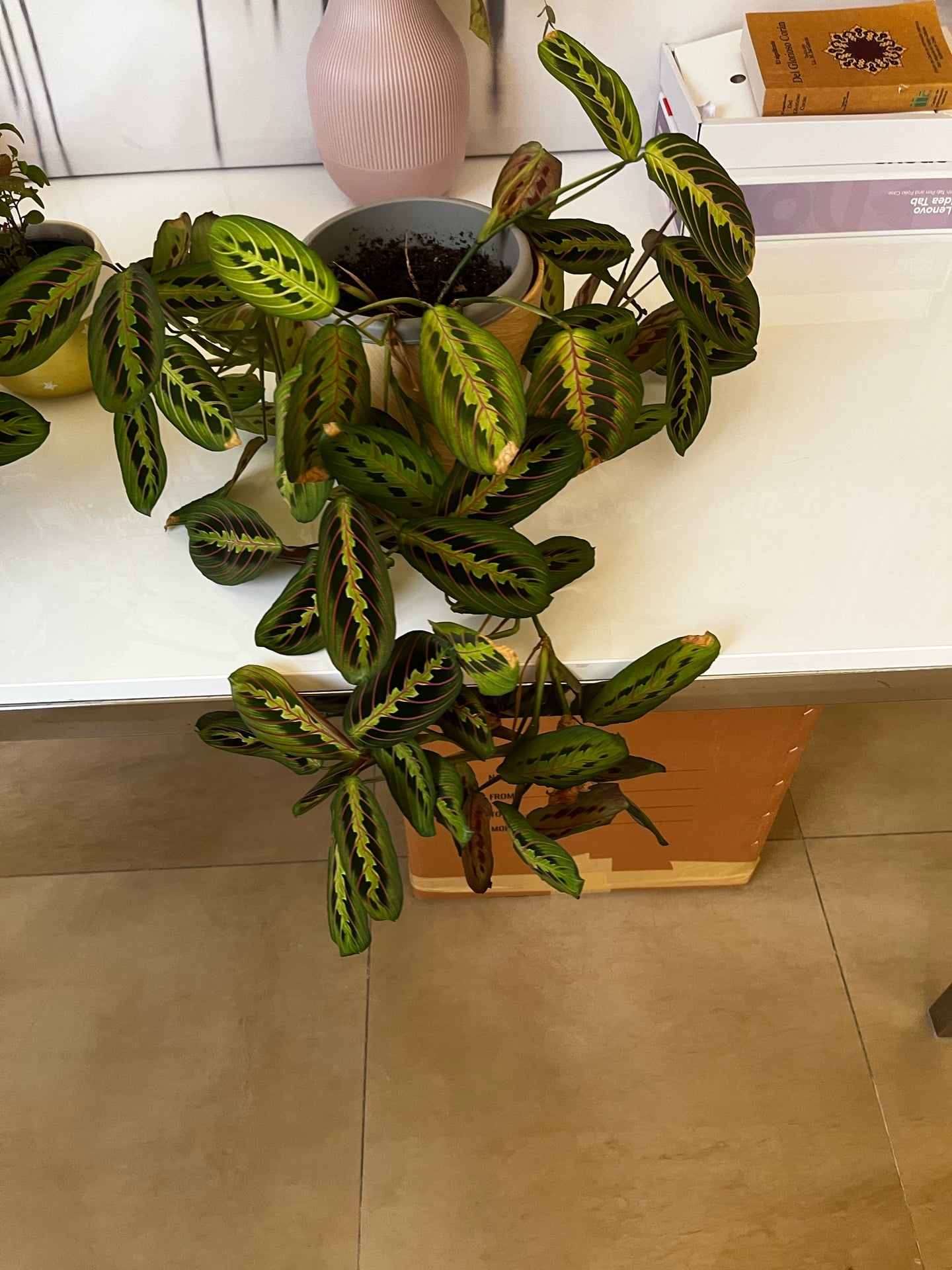 Indoor plants in good condition. - Image 4