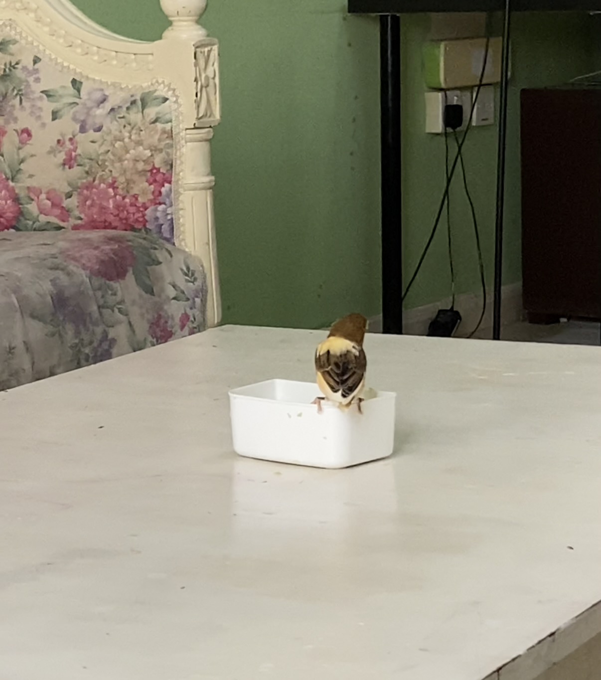 Lovely canary bird for sale. Strong, sweet singing voice, active and healthy. - Image 8