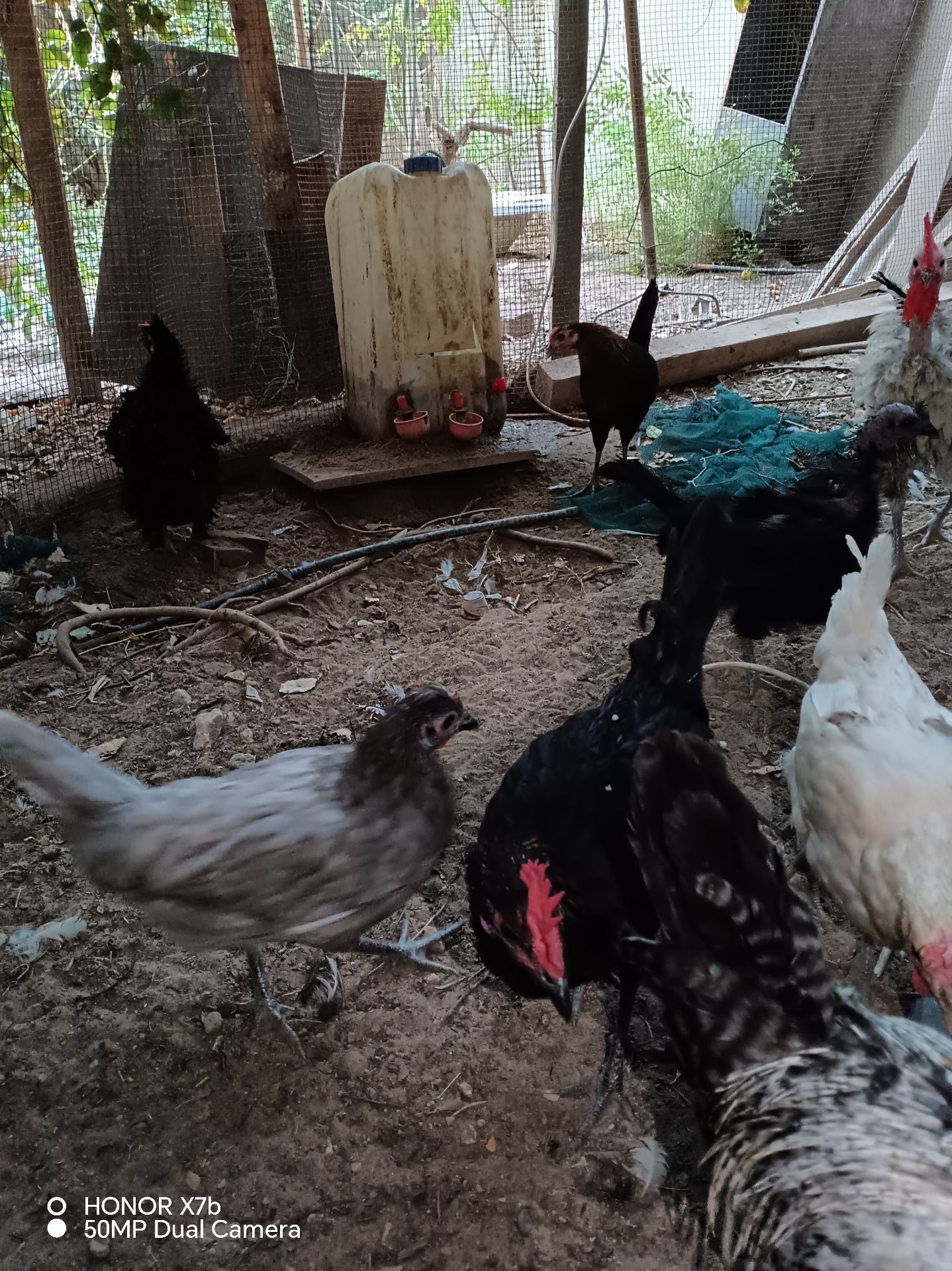 Desi egg laying  - Image 3