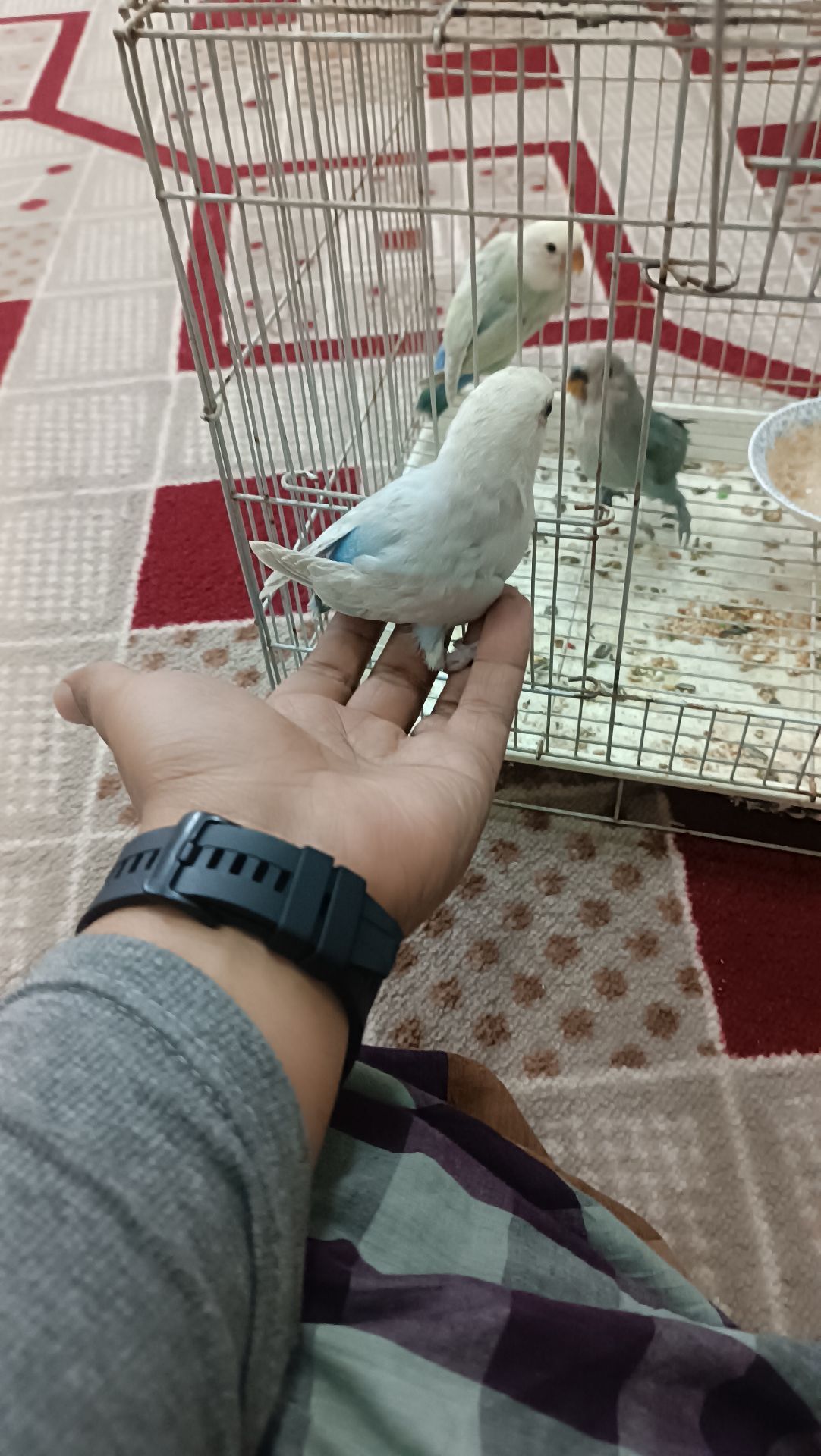 love bird baby for sale  - Image 4