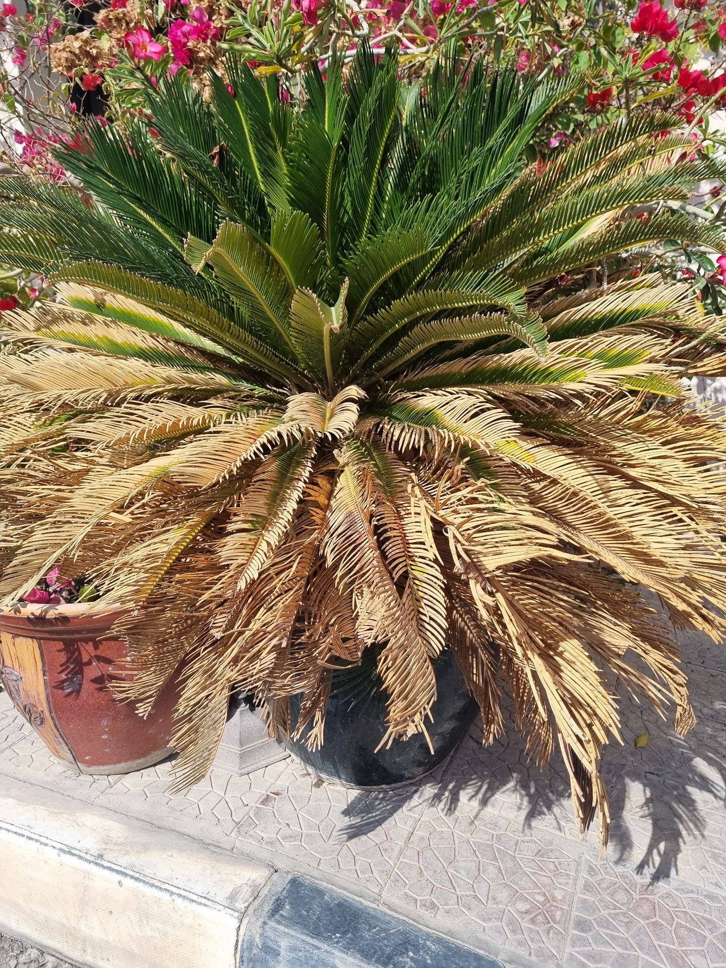Huge palm trees  - Image 4