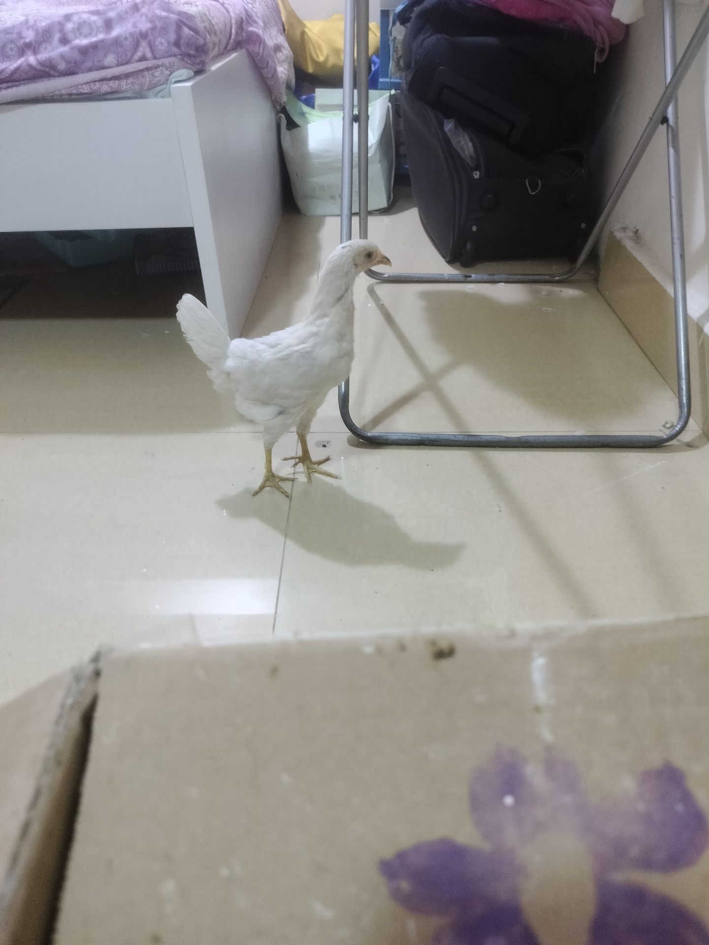 Hen and cock for free - Image 2